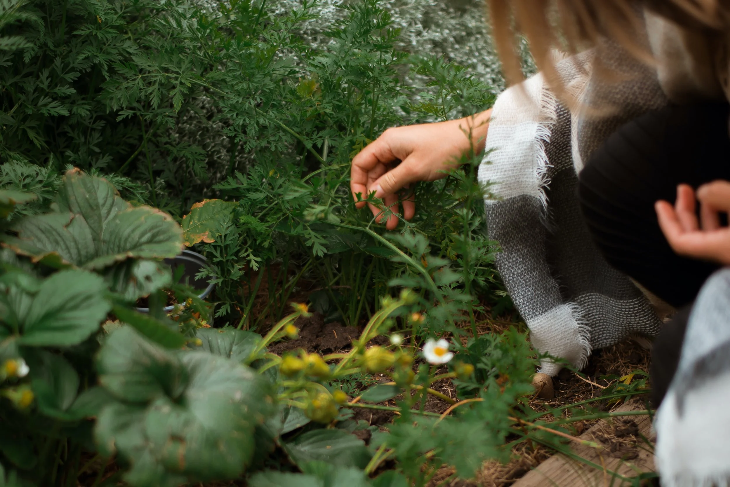 Person kneeling in a garden, tending to plants with green leaves and small white flowers.