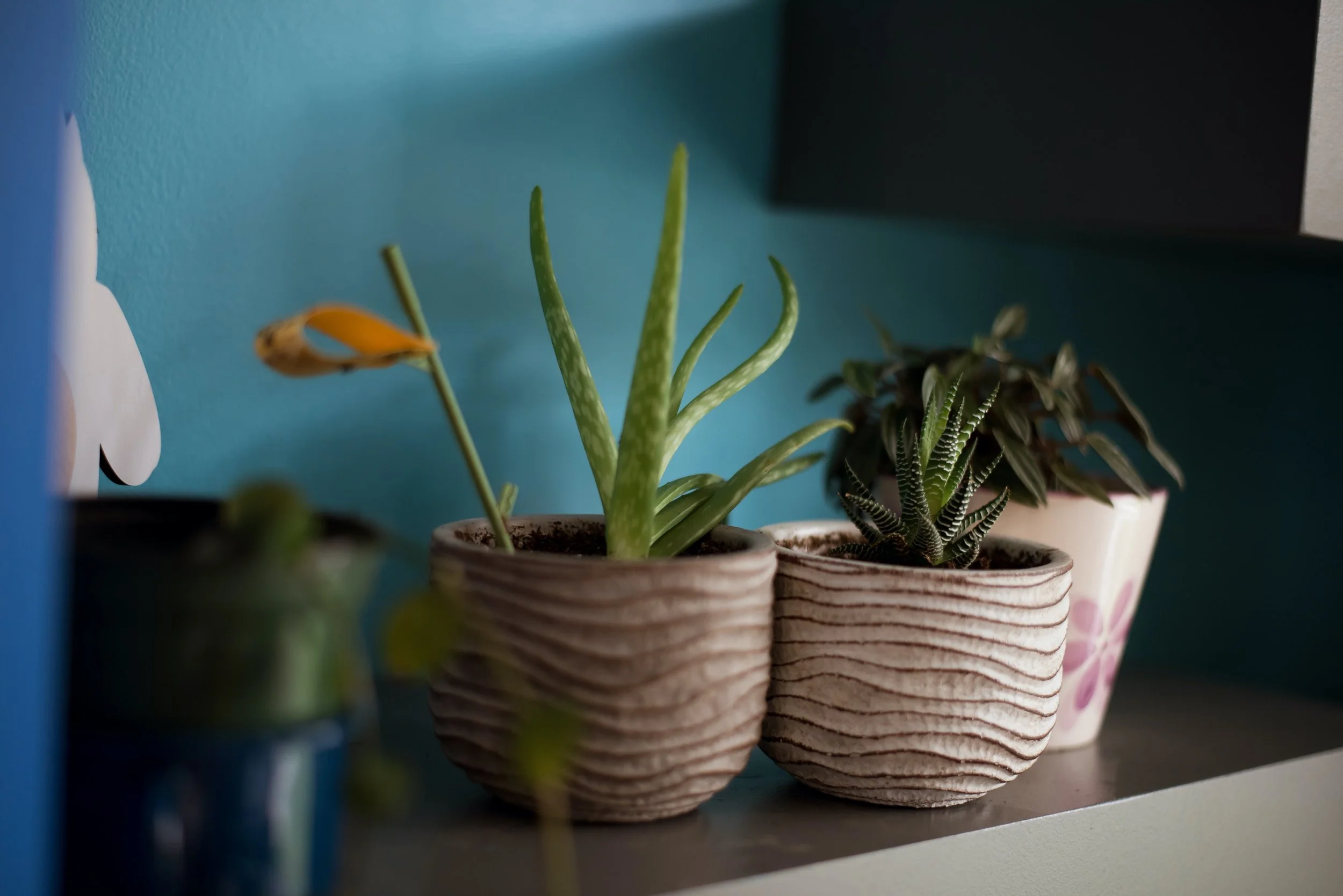 Three potted plants on a shelf against a blue wall, including an aloe vera, a zebra plant, and a plant in a floral-patterned pot.