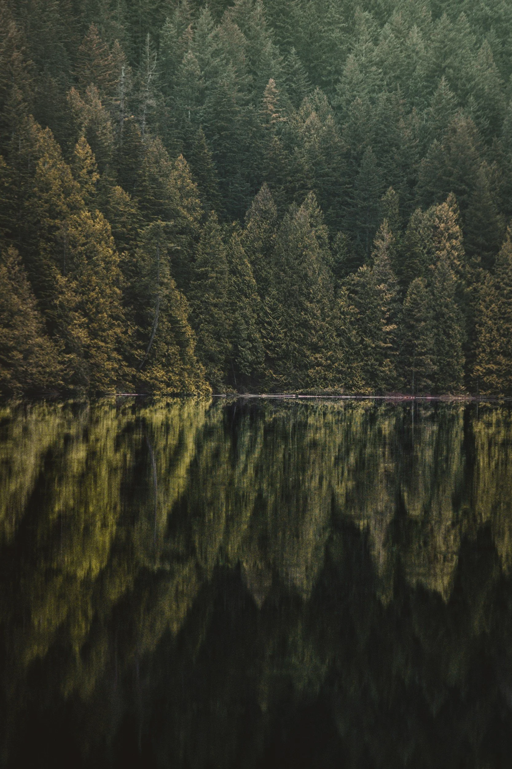 Reflection of tall pine trees along the shoreline of a calm lake.