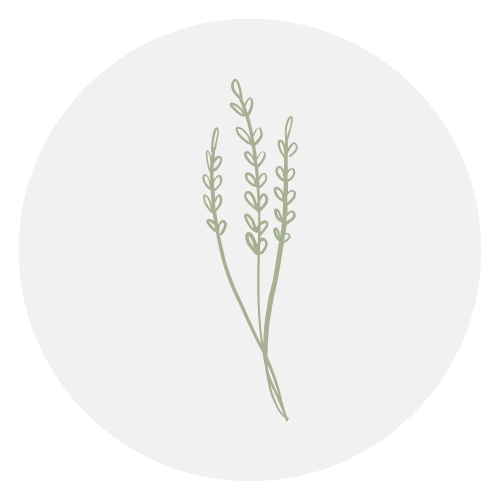 Illustration of a sprig of lavender with multiple small buds on thin stems, in a minimalist style.