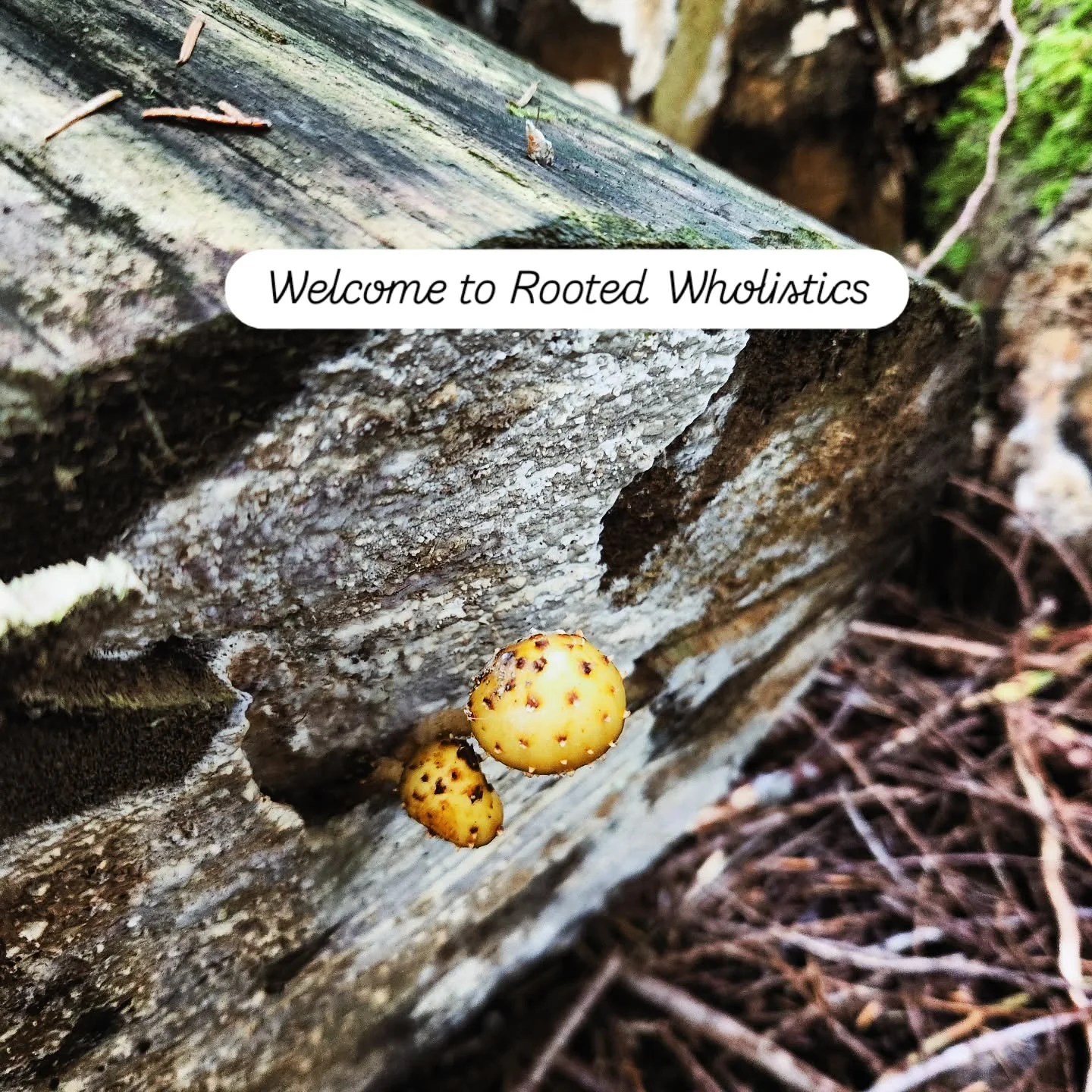 Welcome to Rooted Wholistics 

A space for those seeking a gentler, more connected way to heal and grow. 

Here, we explore the roots beneath our wellness - the stories, emotions, and habits that shape how we show up in life. 

Through holistic nursi
