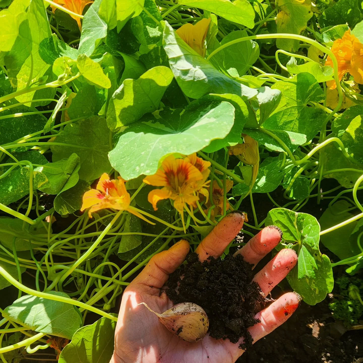 Today, I was in the garden planting garlic - 21 ripe and plump cloves, each nestled into the cool autumn soil, with a healthy scoop of compost to nourish during the dark, wet winter that lay ahead. 

The sun warm on my cheeks, the little birds hoppin