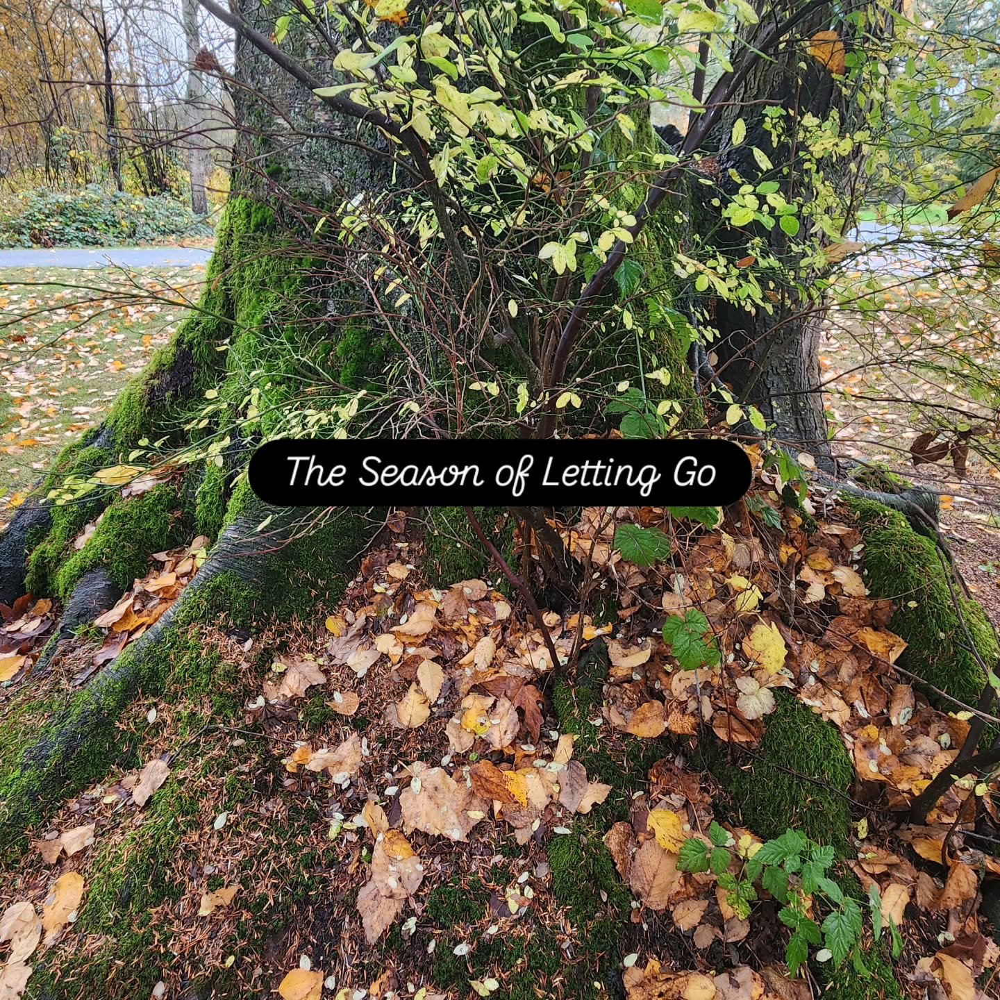 The tree sheds the leaves that once nourished it, drawing back every last bit of energy and sending it down into the roots below. 

Nothing is wasted. Nothing is lost. 

Autumn is a season of returning to what sustains us. A season of letting go. 

A