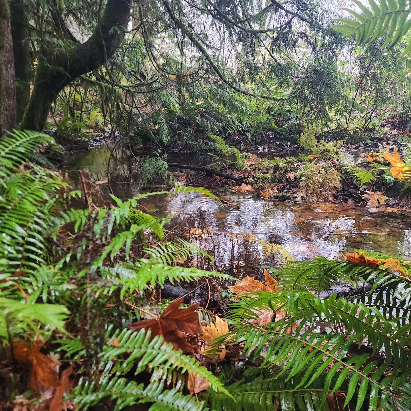 Western culture often focuses on this time year being about BIG goals, plans, and reinvention.

But what if this season asks for something different?

What if growth doesn't come from doing more,
but from deepening our relationship with what&rsquo;s 