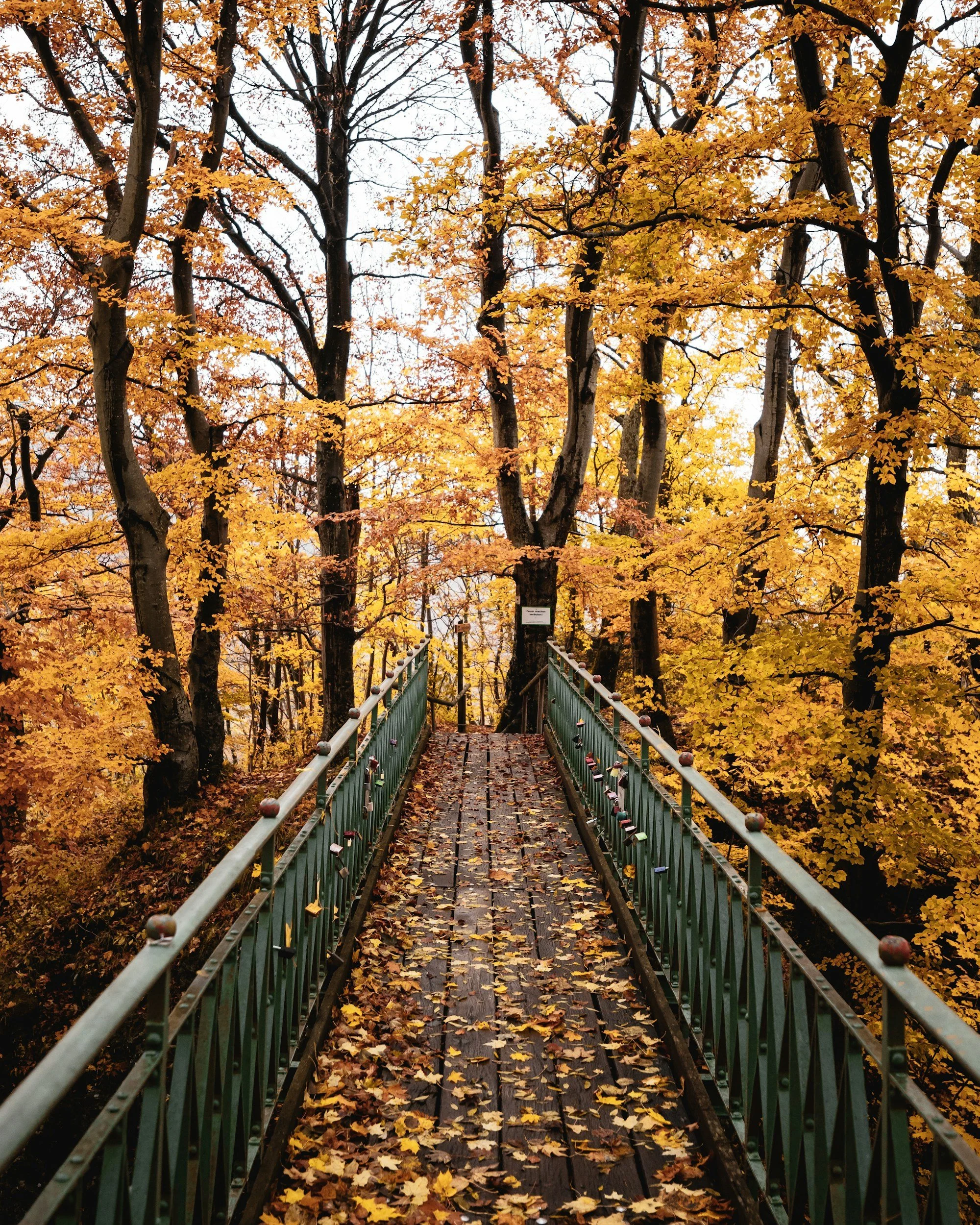 Returning to the Roots: The Slow Wisdom of Autumn