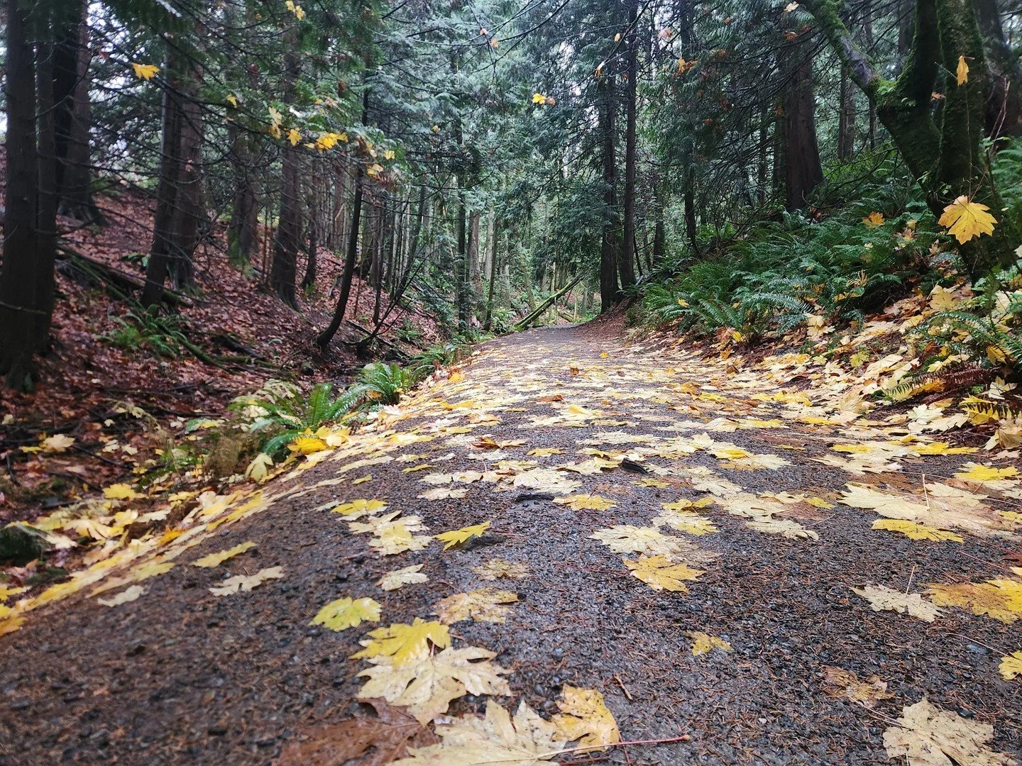 🌿 Community Nature Walks

I&rsquo;m beginning a small monthly community nature walk through Rooted Wholistics. These gentle one-hour walks are a space to slow down, spend time in nature, and reconnect &mdash; with yourself, the natural world, and ot