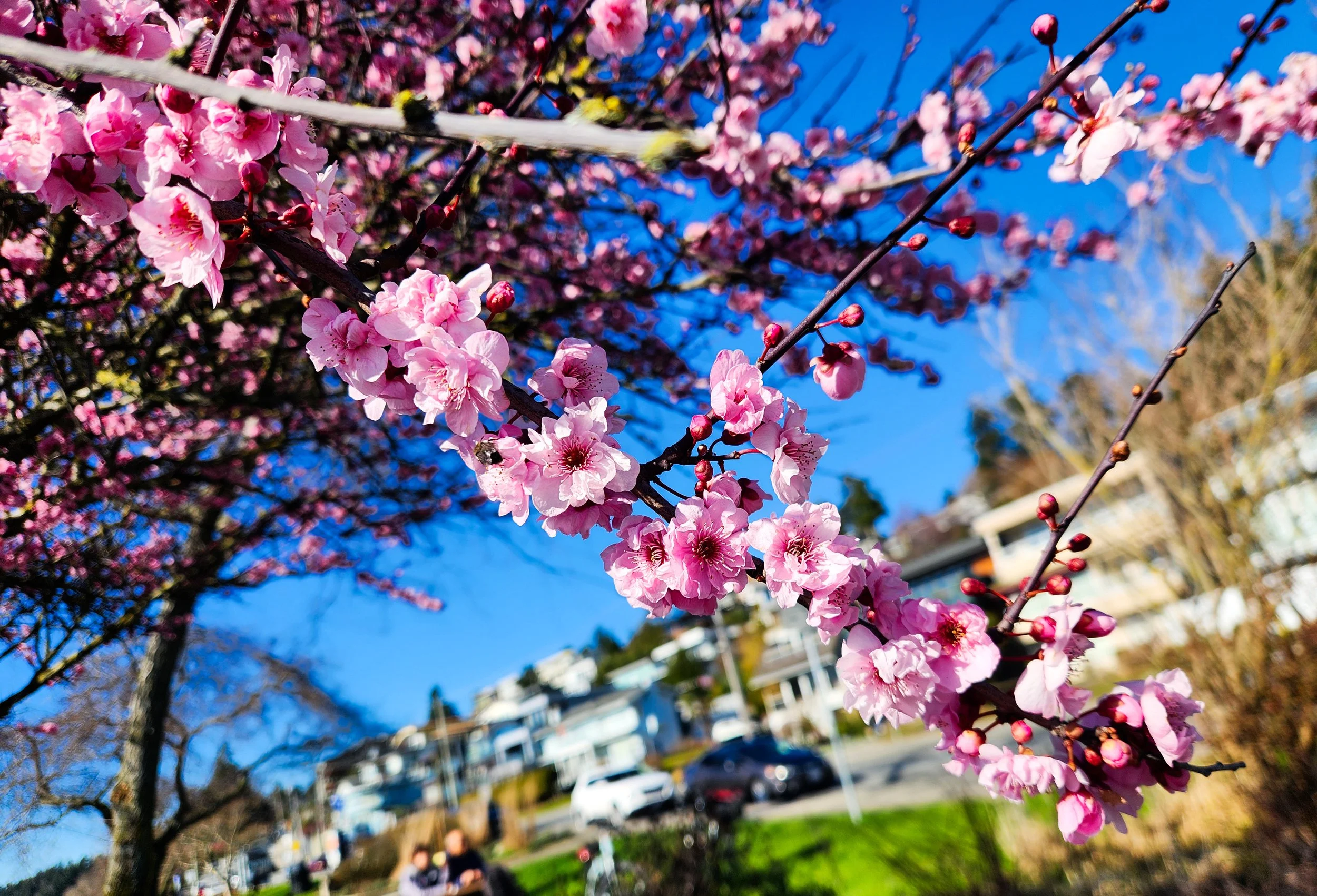 Spring Reflection: A Gentle Invitation to Slow Down and Reconnect