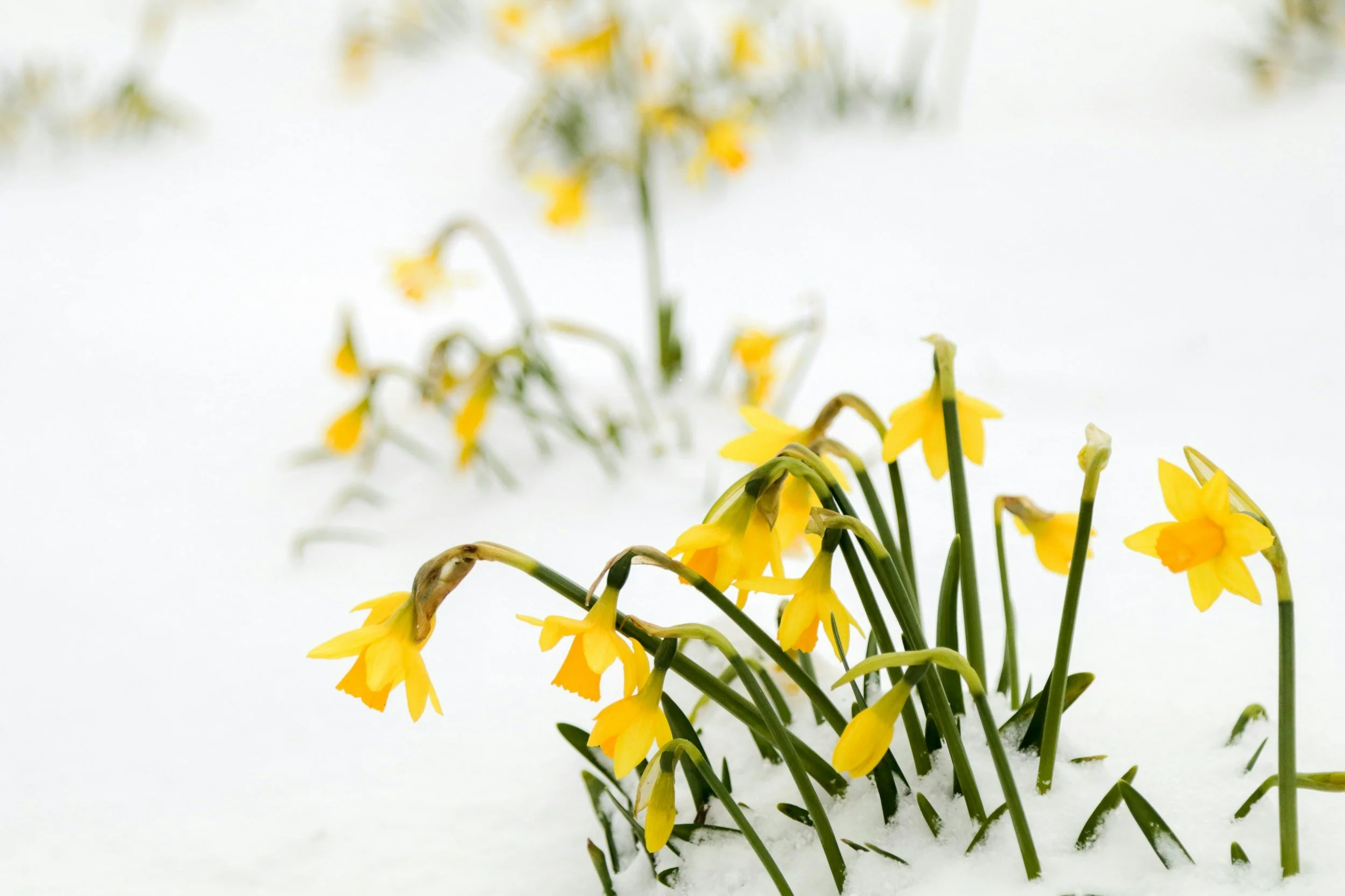 yellow daffodils emerging from the slow