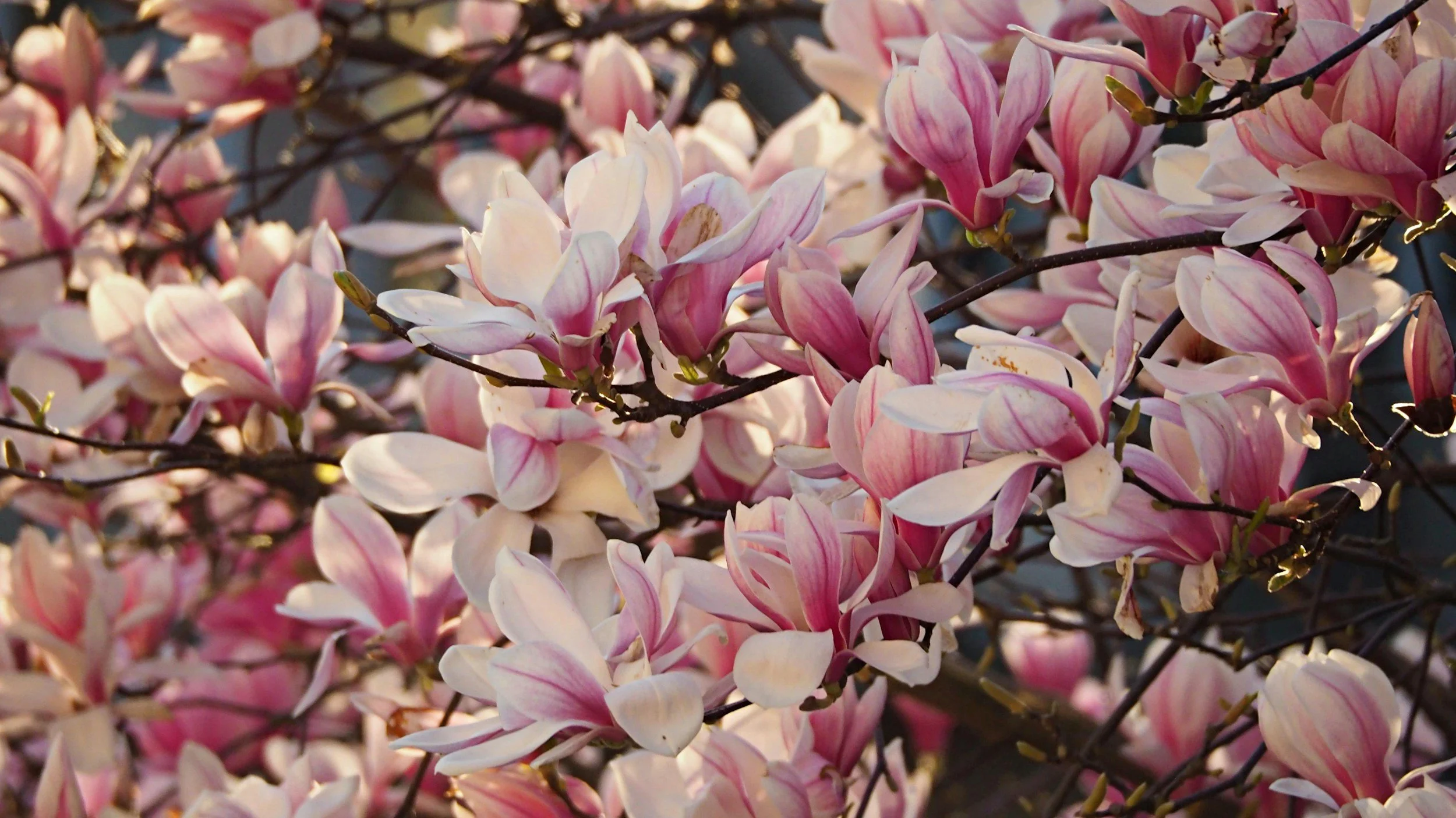 Pink and white magnolia's in bloom
