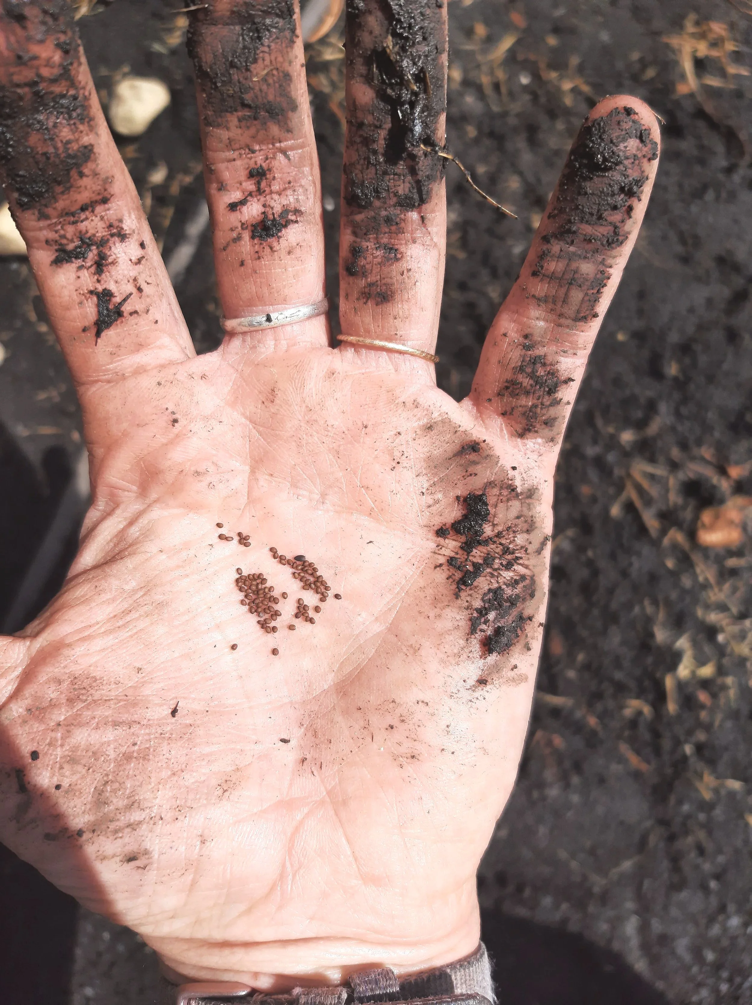 Spring Seed Planting Ritual for Intention and Gentle Growth