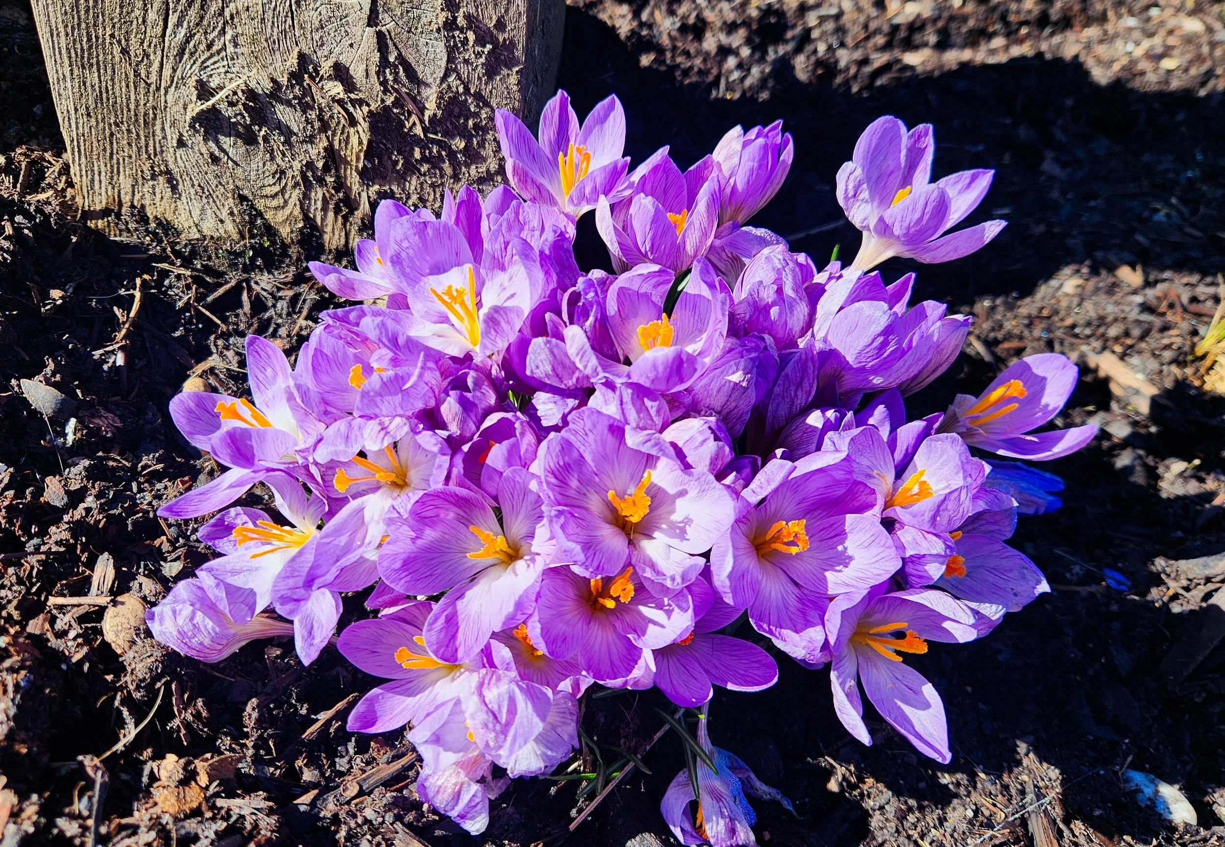 Bunch of purple crocus emerging from brown soil