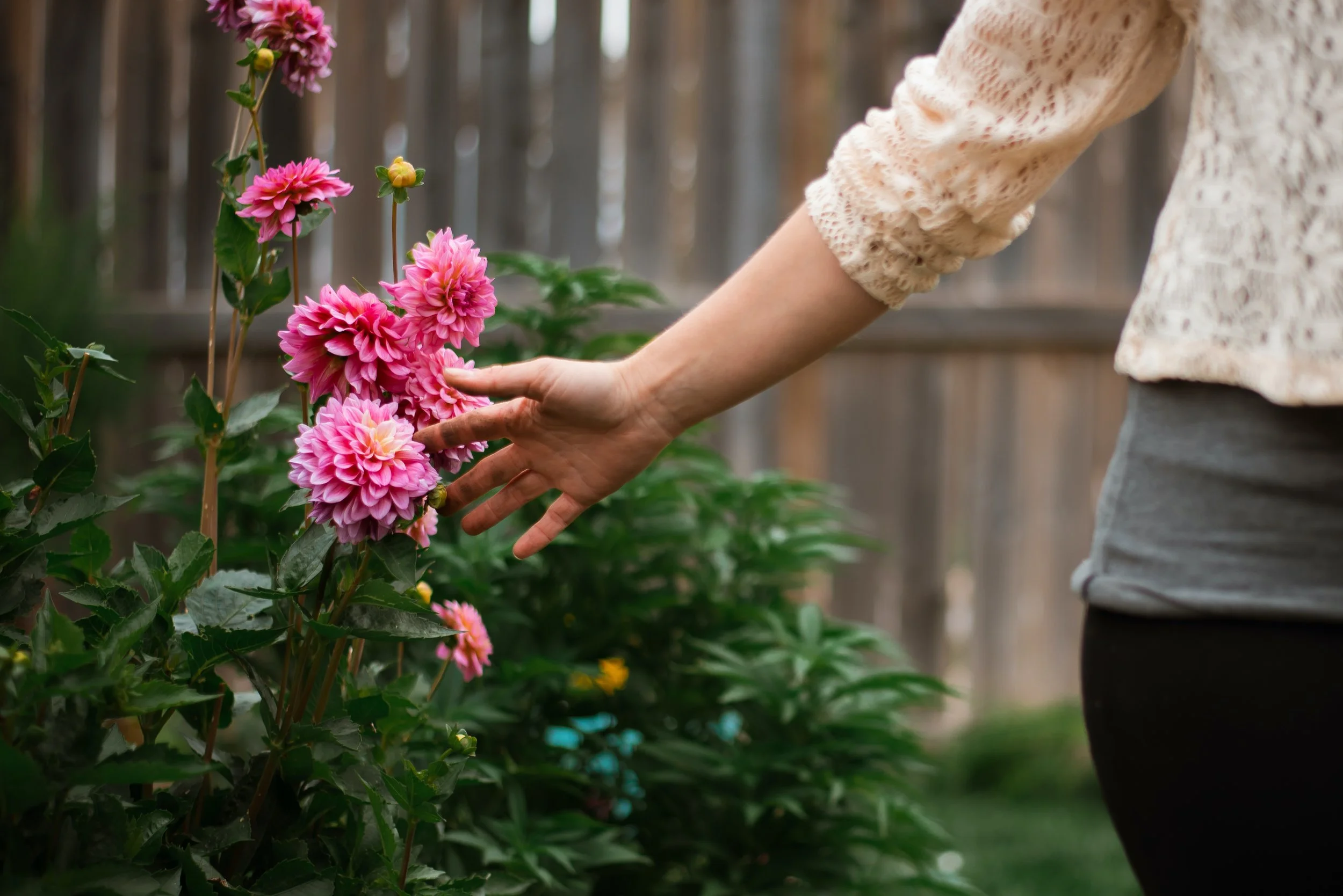 Hand gently touching pink garden flowers