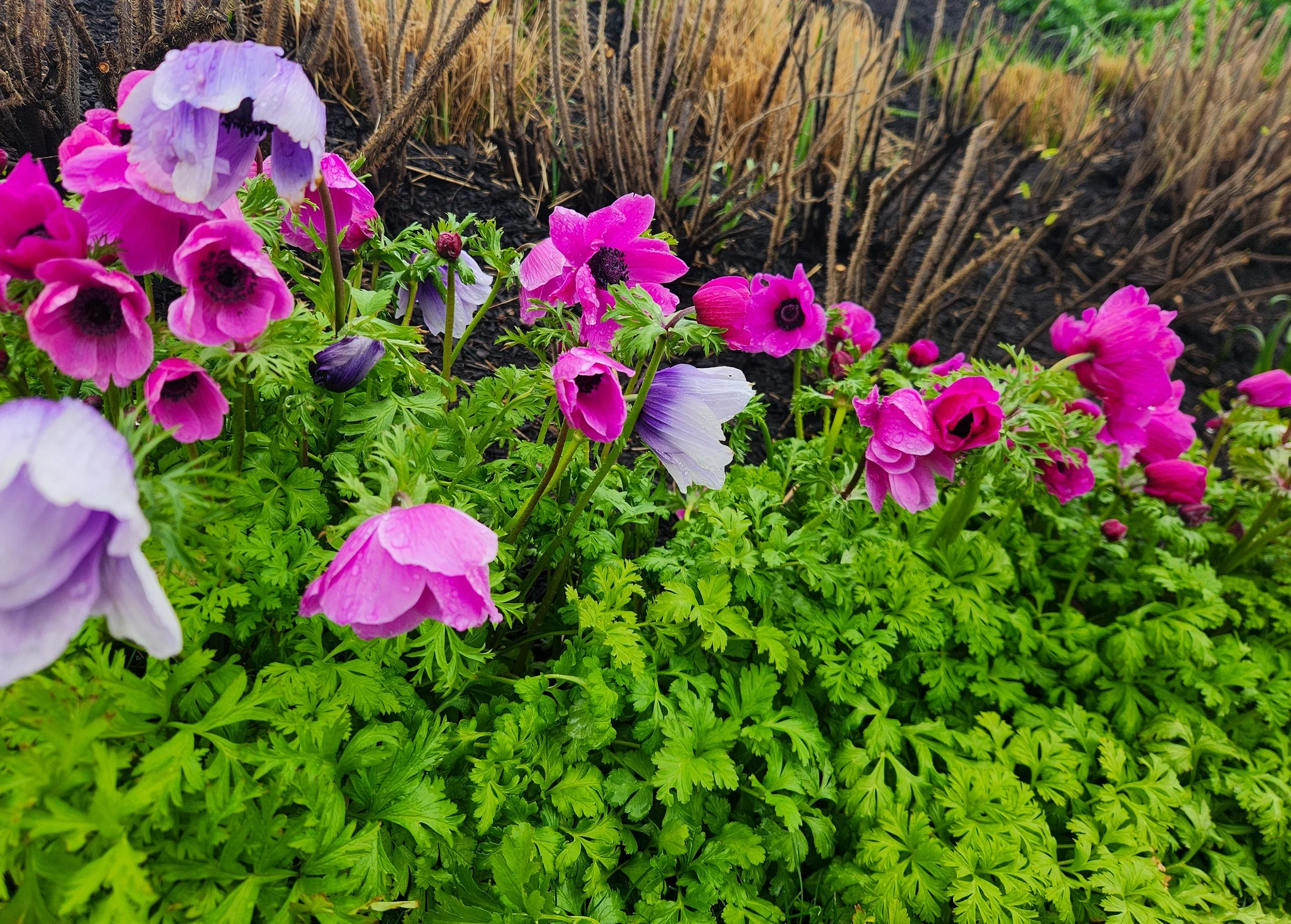 purple flowers with green leaves
