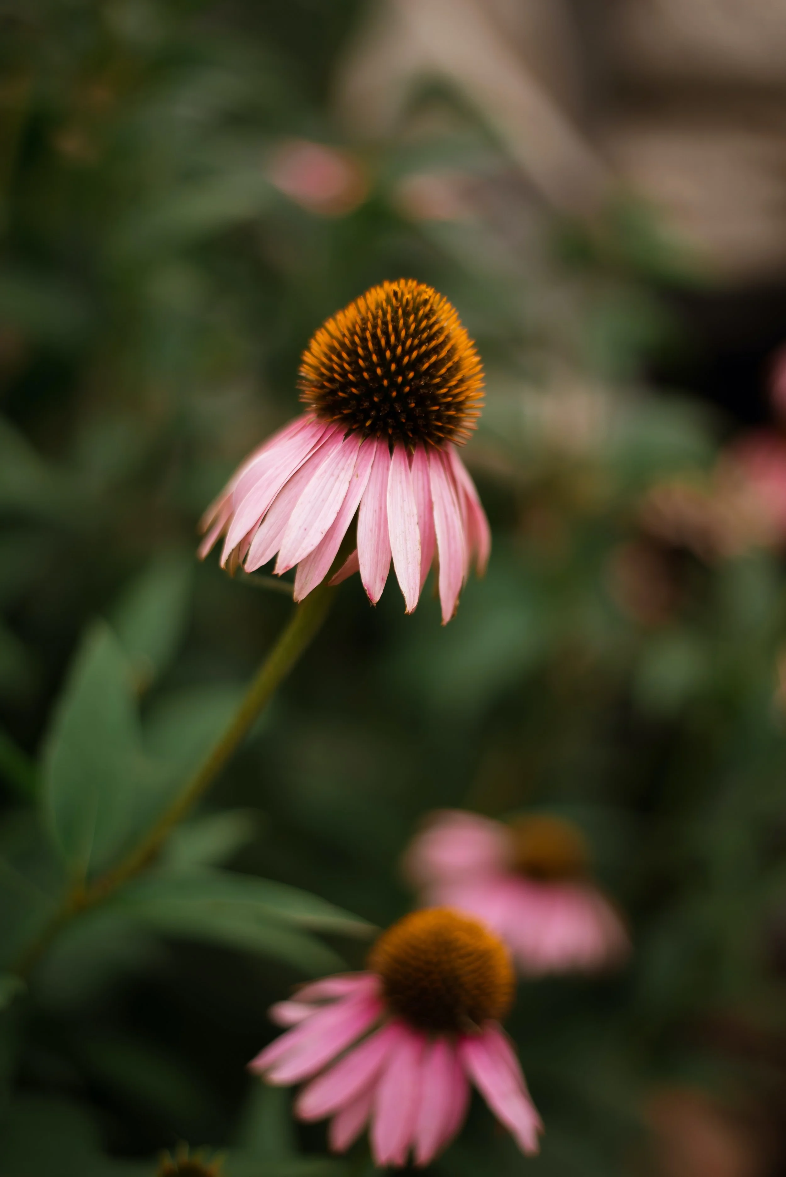 Close-up of a pink coneflower with a large orange-brown central cone, against a blurred green background.