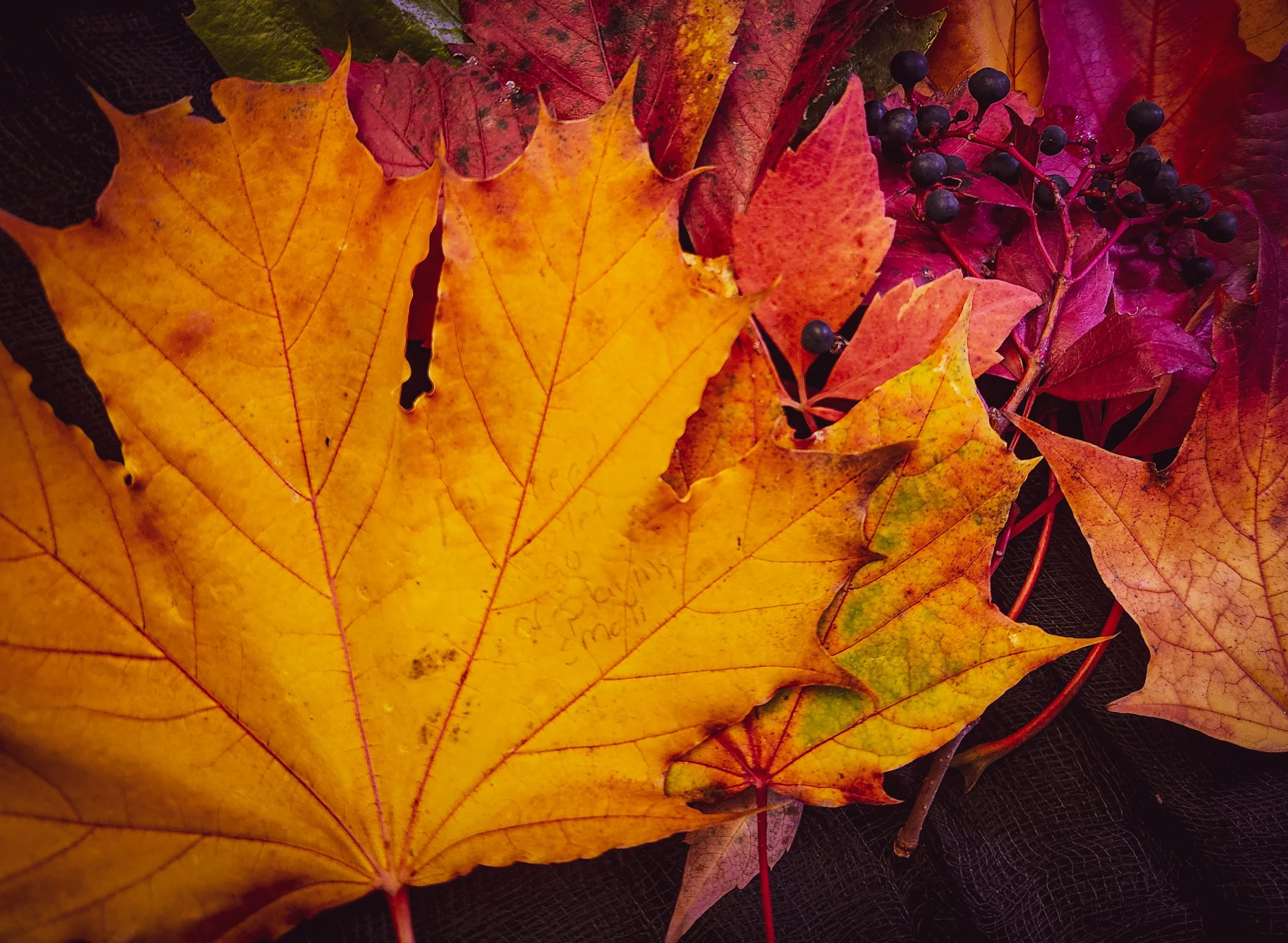 Fall leaves, White Rock, Rooted Wholistics, holistic nurse coaching