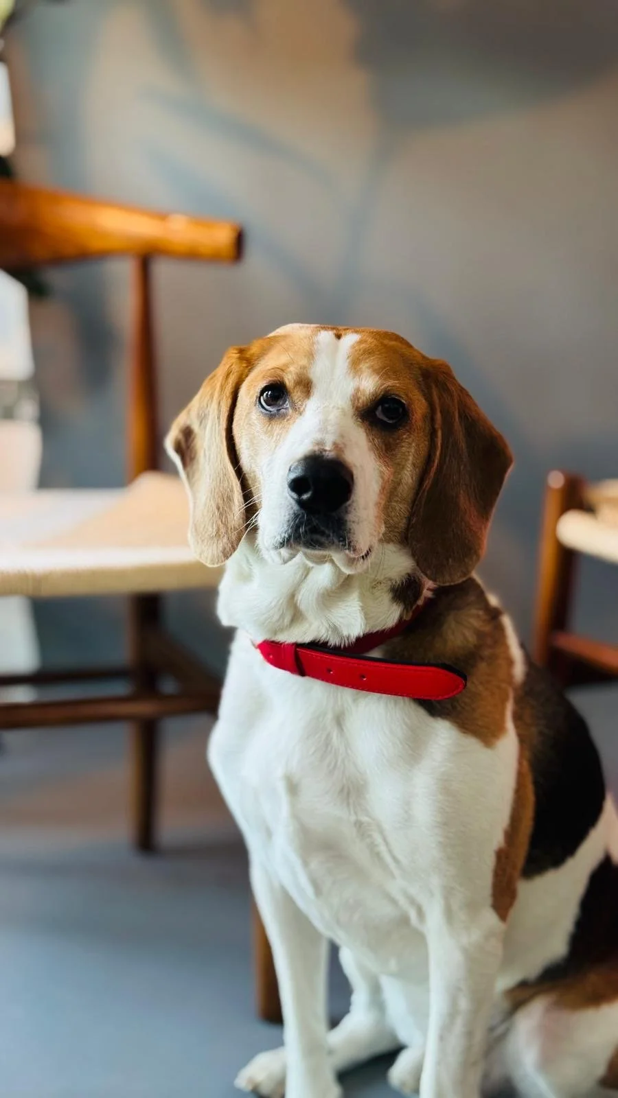 A beagle dog with a red collar sitting indoors, with wooden chairs and a gray wall in the background.