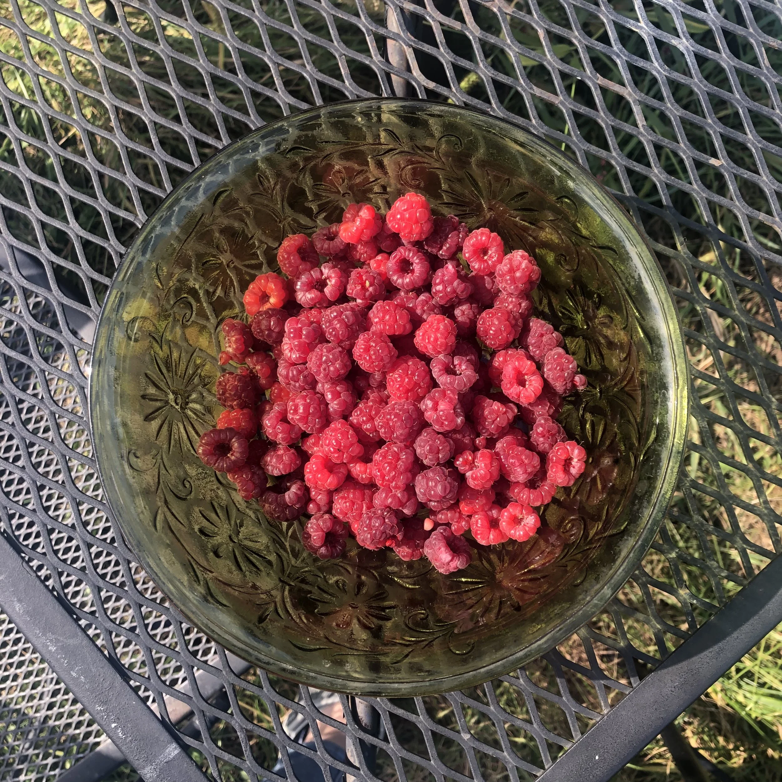 rooftop raspberries Pilsen Chicago
