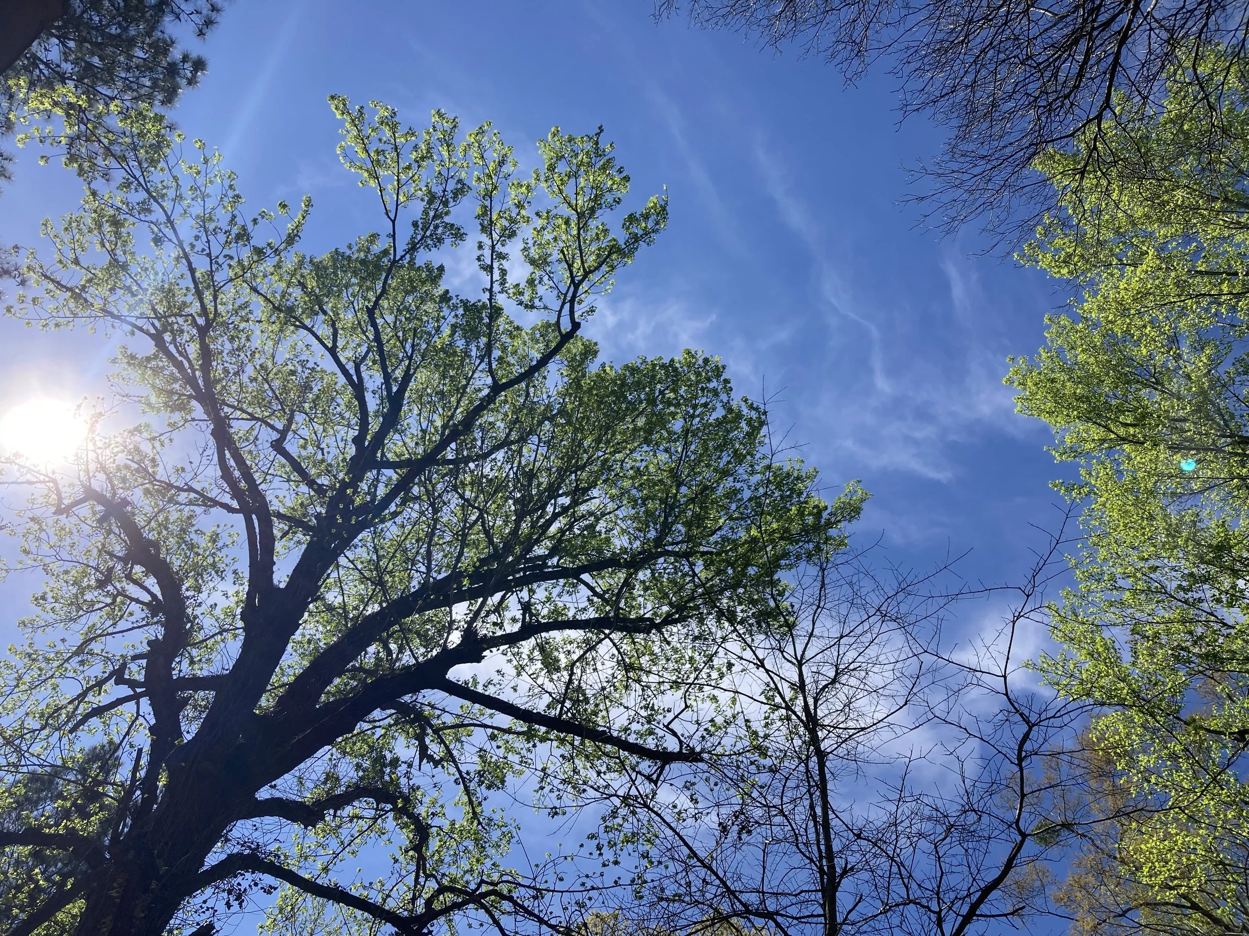 View of a blue sky with sunlight shining through the branches of trees with green leaves.