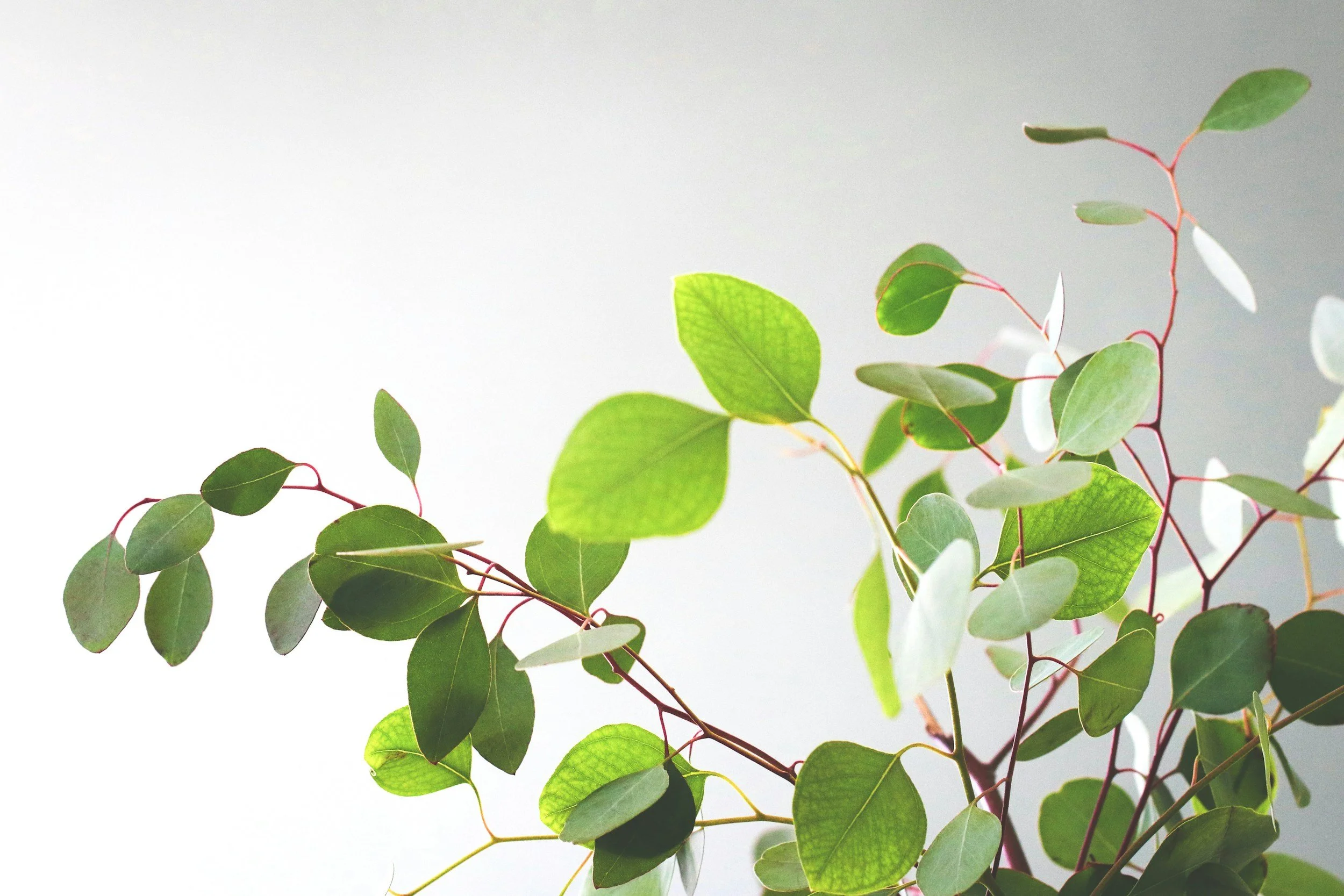 Eucalyptus branches with green leaves against a light background.