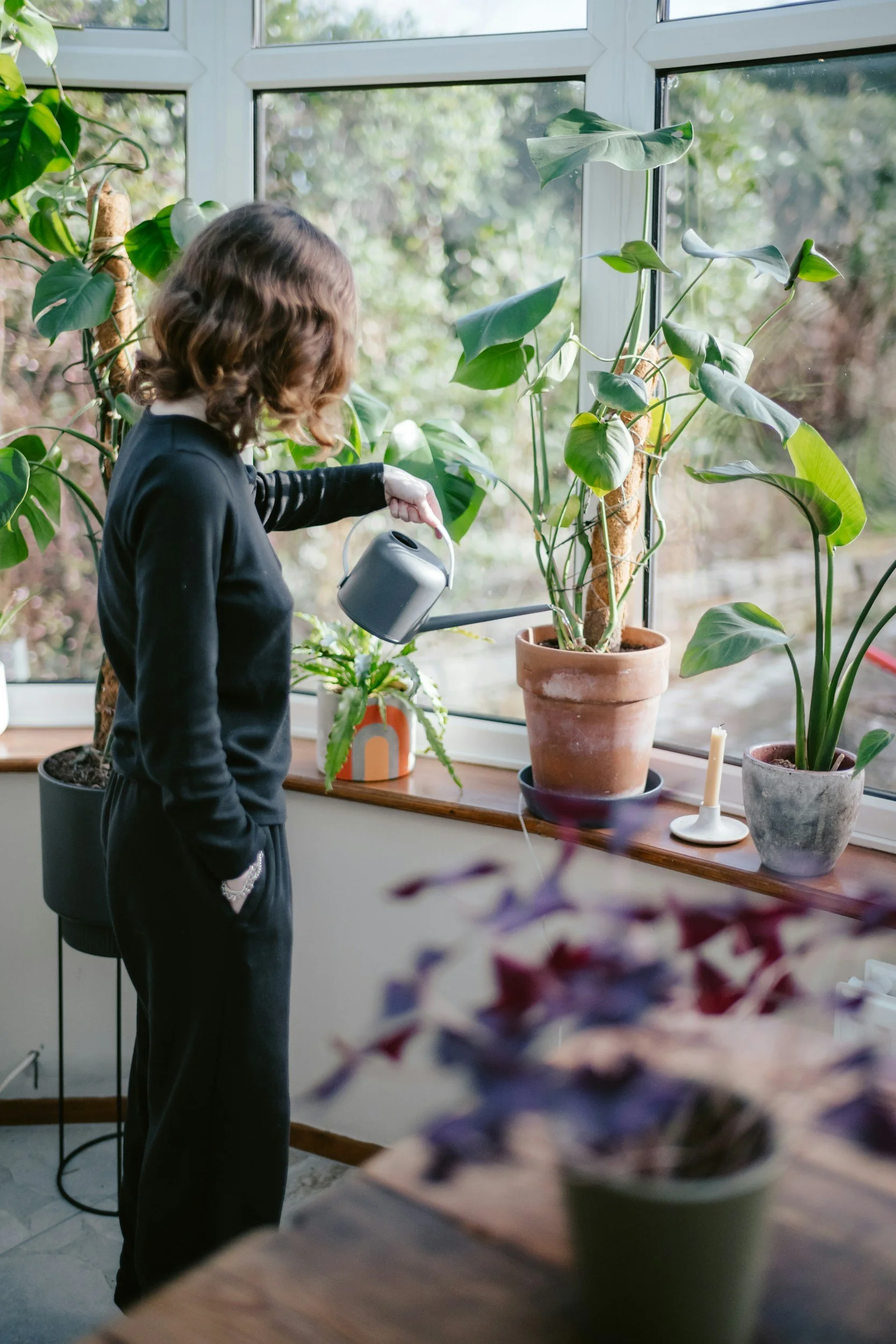 How to Water Your Plants in Baltimore: A Seasonal Guide