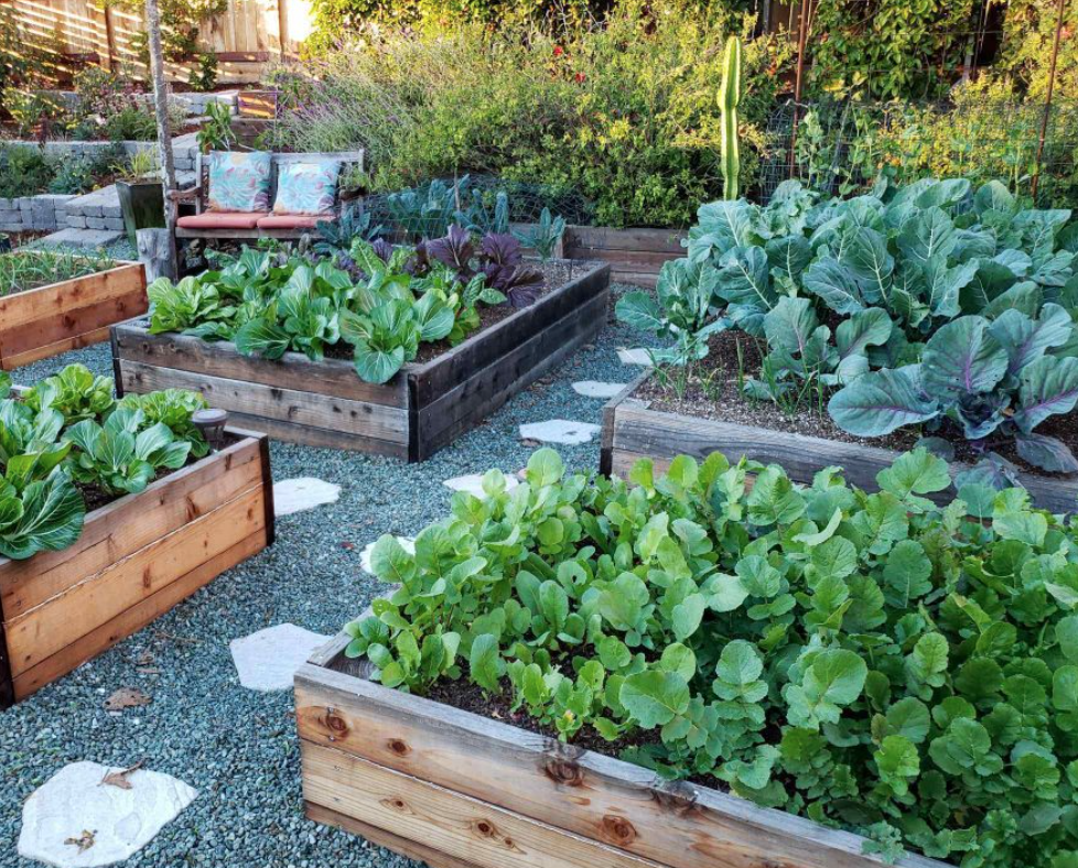 How Deep Should a Raised Bed or Pot Be for Growing Vegetables and Herbs?