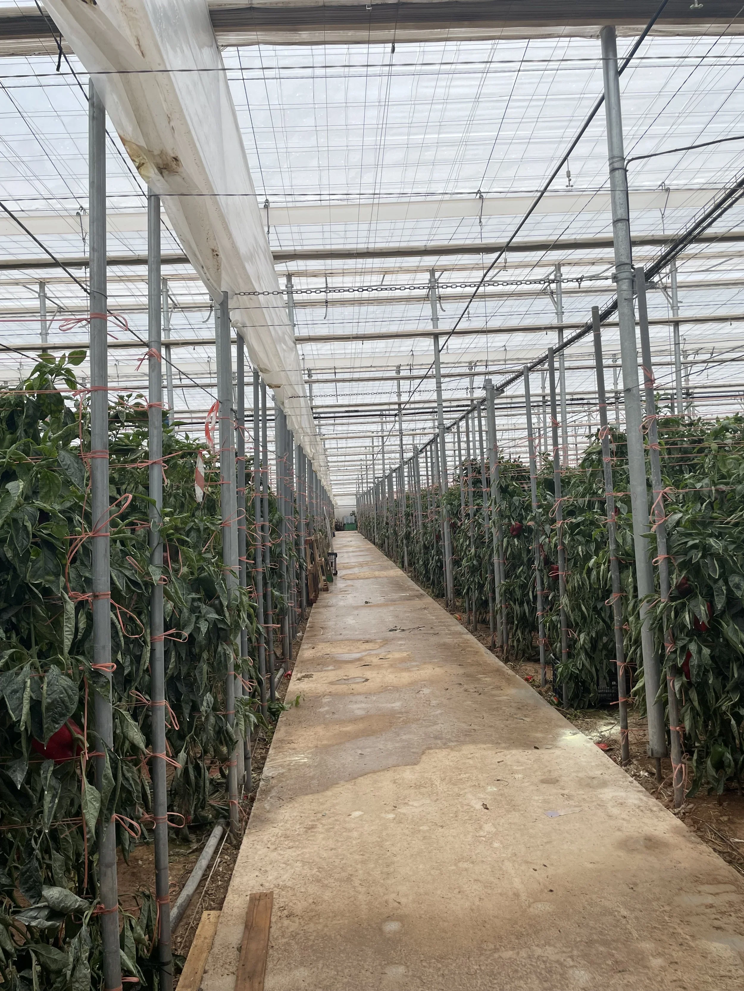 Almería — tuinbouw geboren uit urgentie&nbsp;&nbsp;