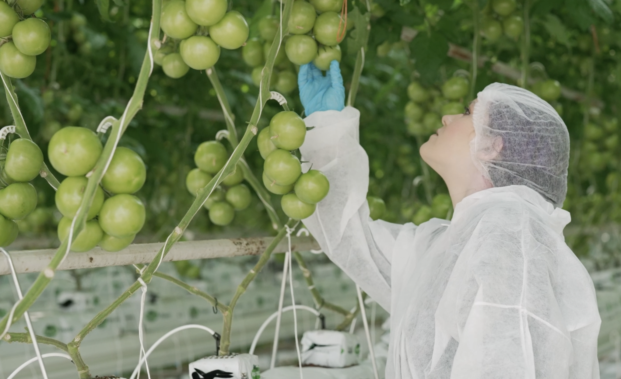 Microben in tomaat gevalideerd op kokos en steenwol
