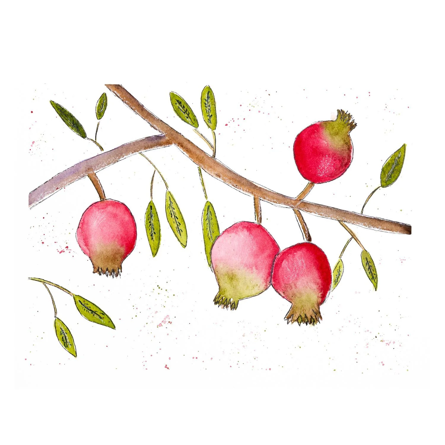 Watercolor and ink painting of four pink-red pomegranates hanging from a branch with slender green leaves