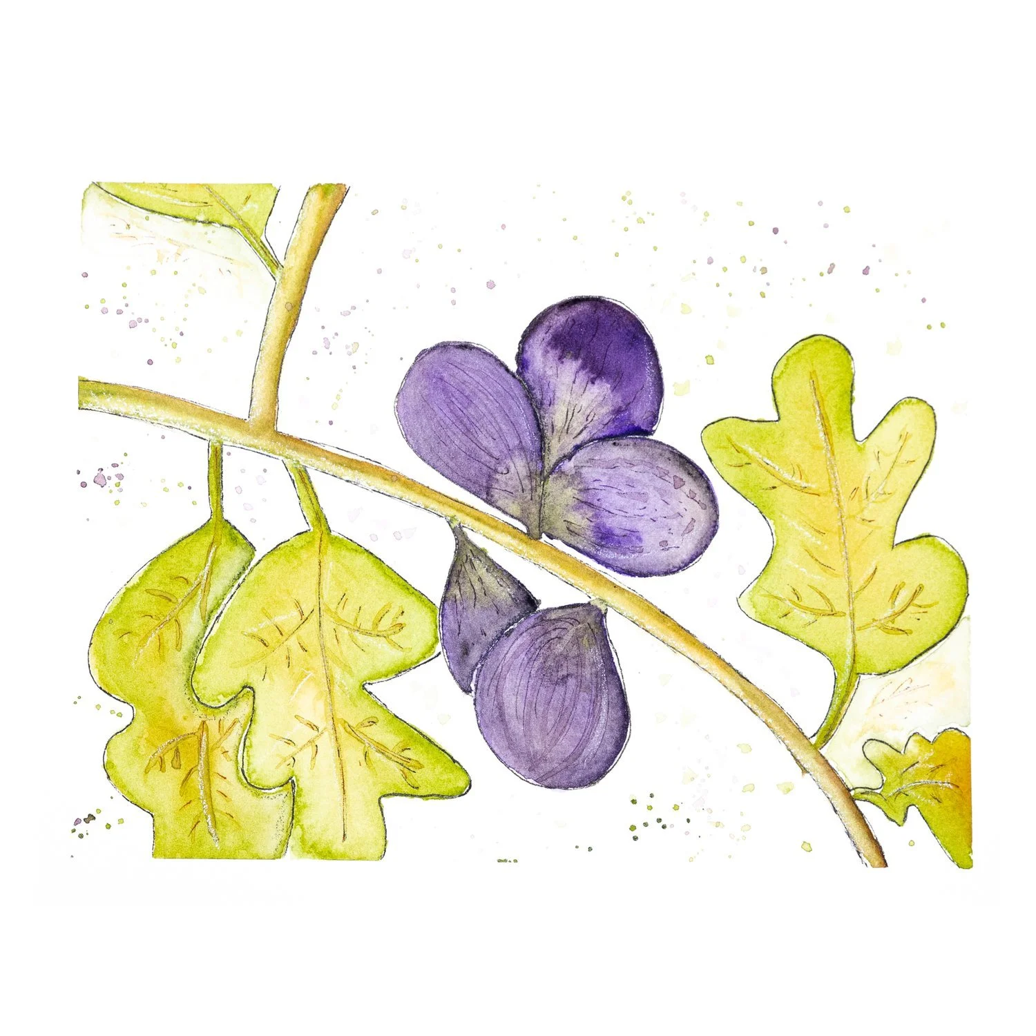 Watercolor and ink painting of purple figs on a curving branch with large green-gold fig leaves