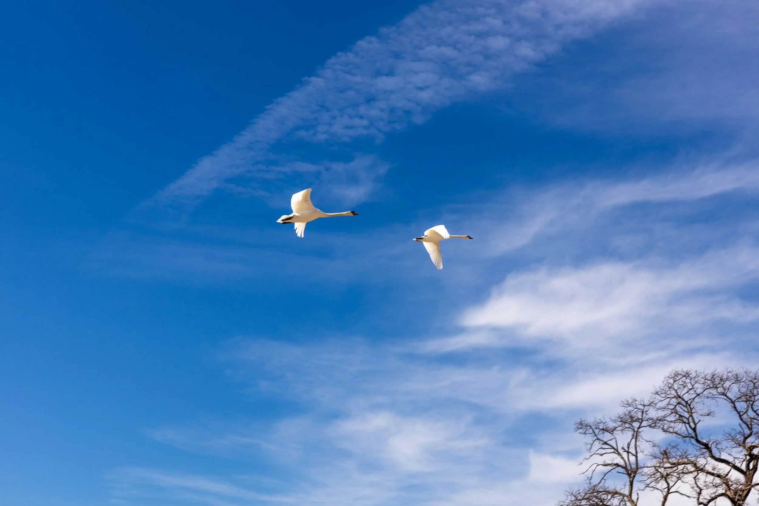 Blue sky with two birds flying across an open, airy background.