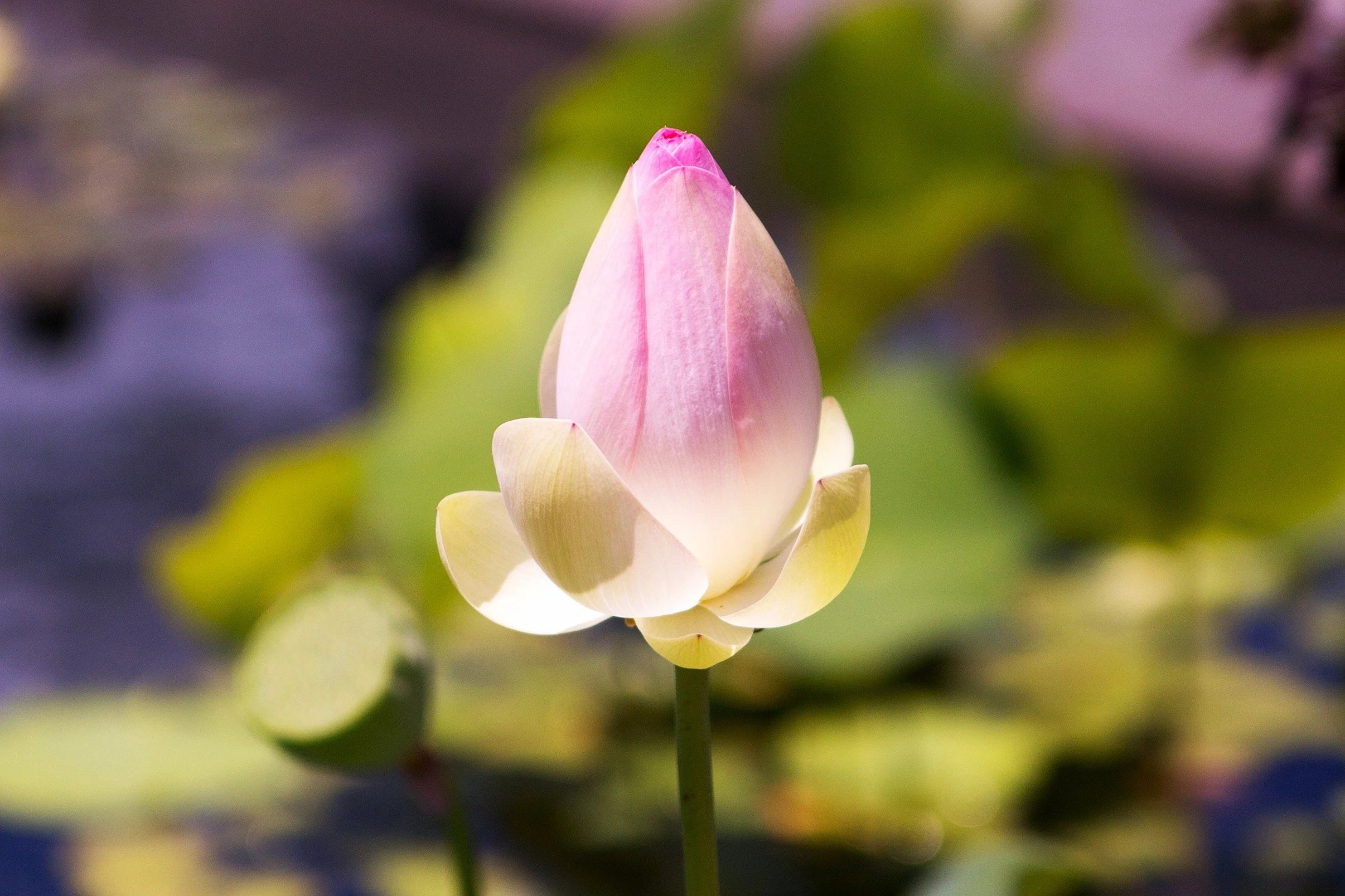 When the Body Slows Down: A Wellness Coach’s Guide to Hypothyroidism