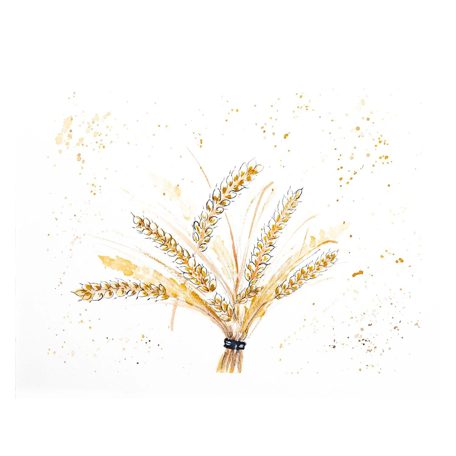Watercolor and ink painting of a golden wheat sheaf tied at the stem, with ochre flecks on a white background