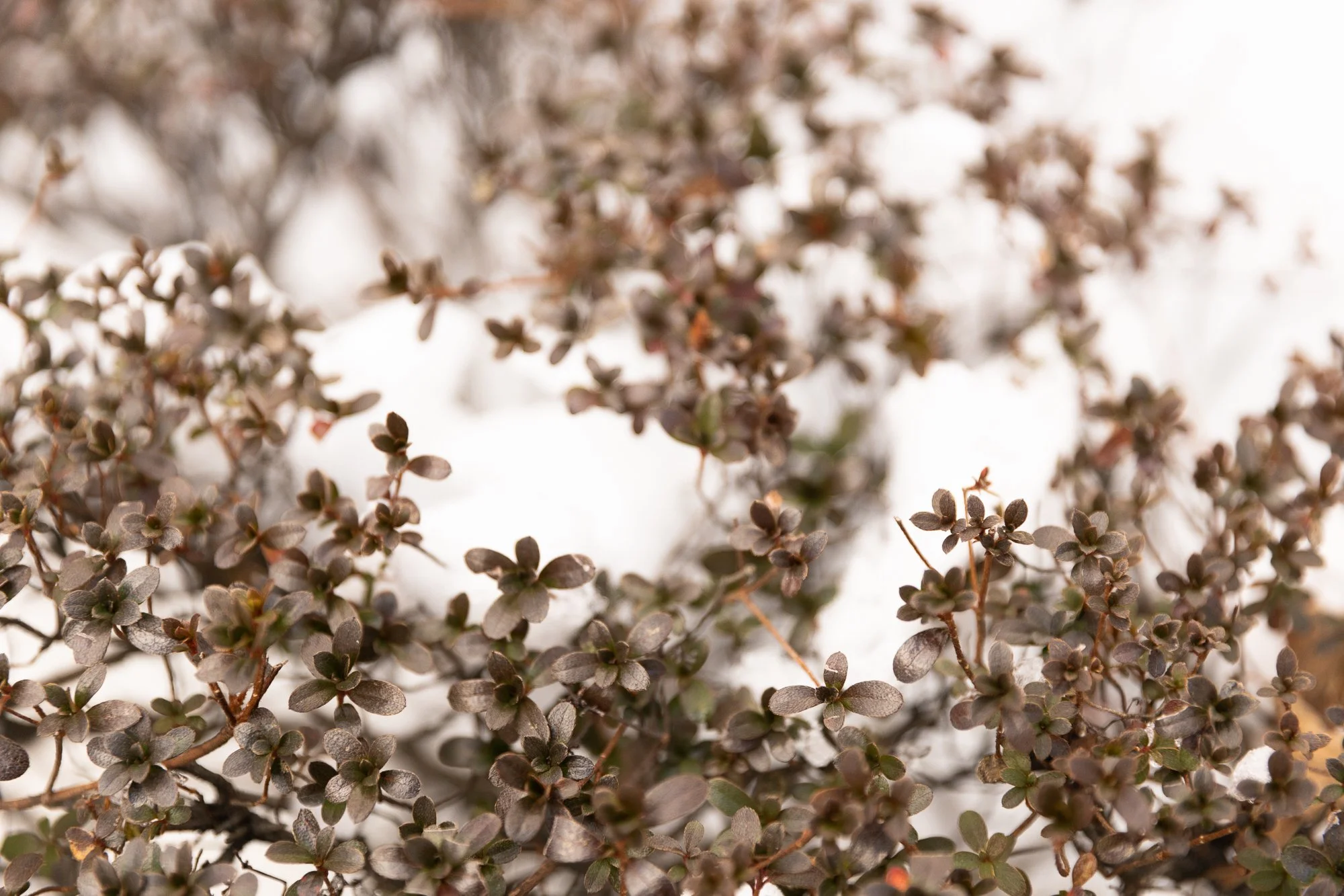 Frosted winter plant photographed as part of a blog post about the 70s