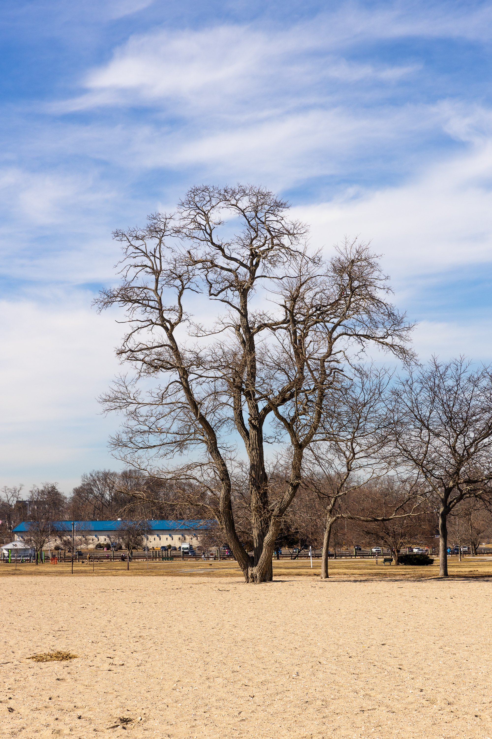 A large leafless tree with multiple trunks standing in an open field under a partly cloudy sky, creating a sense of grounding, stability, and quiet winter stillness.
