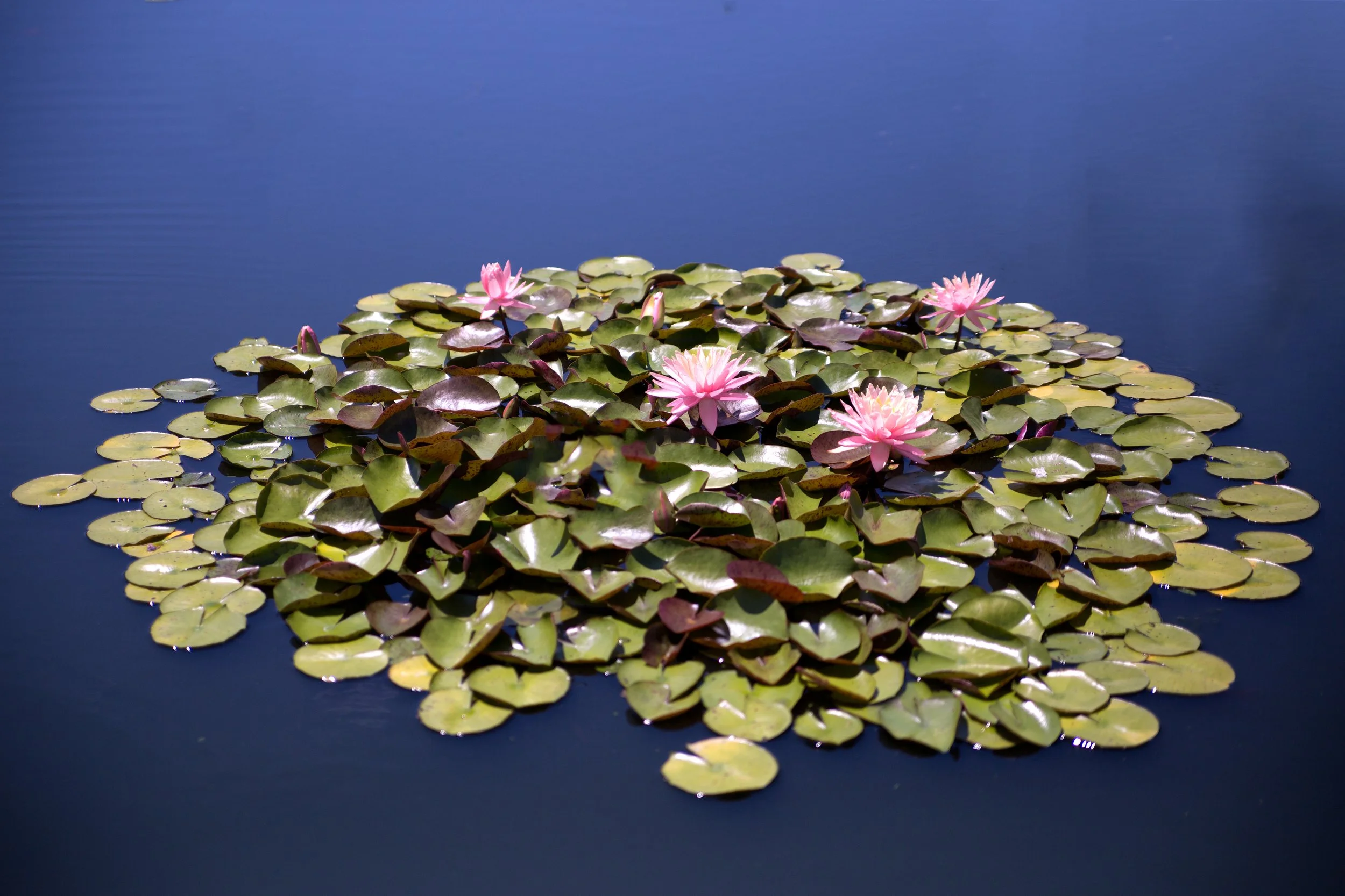 Water lily on pond