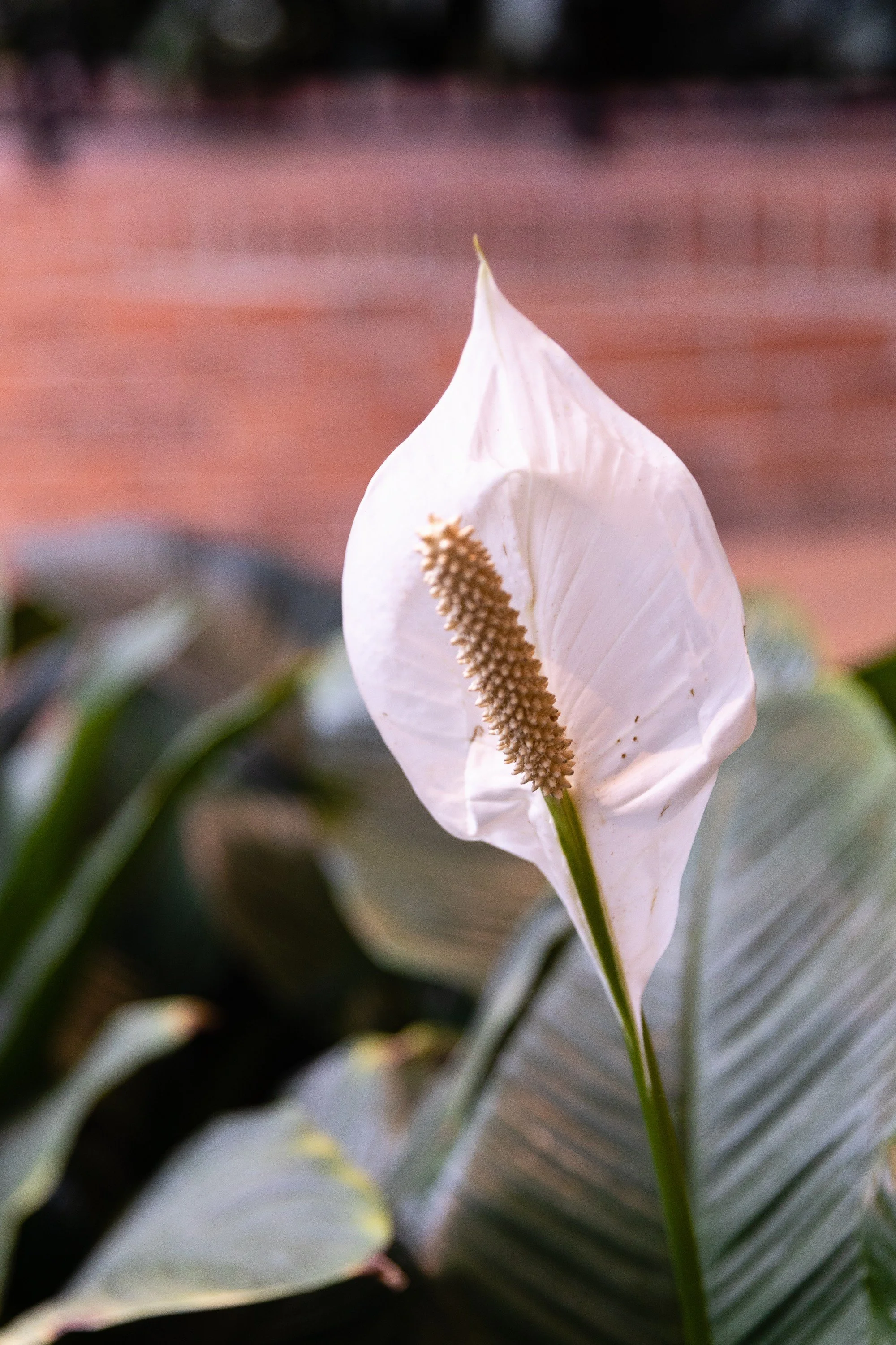 Close-up of a peace lily used as the header image for a PCOS blog post.