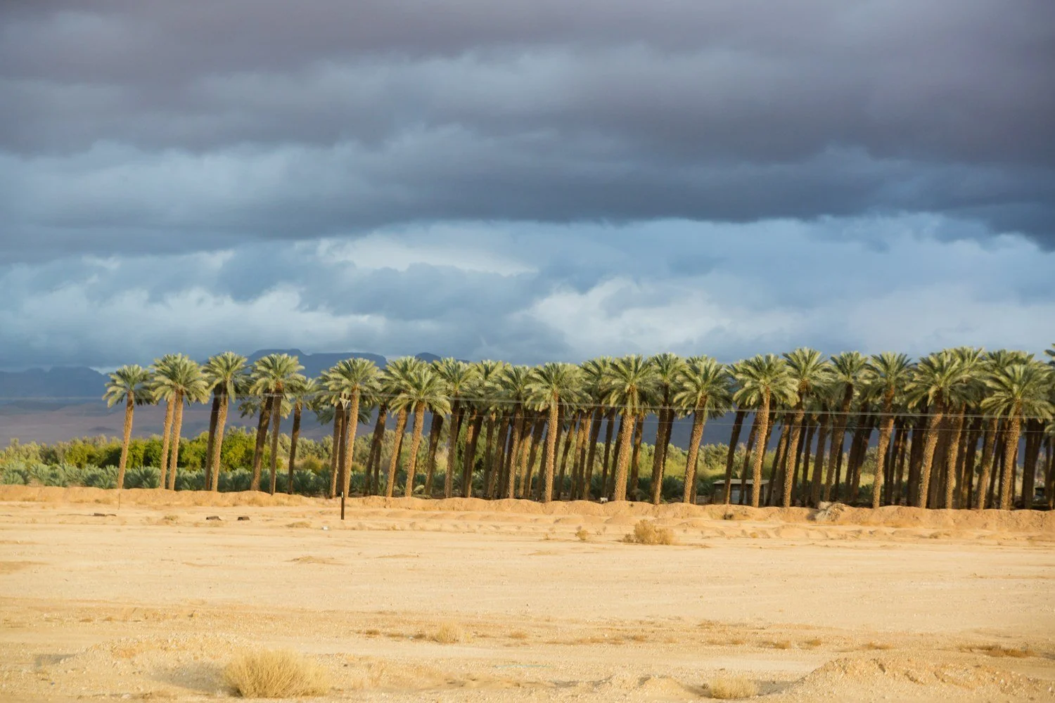 Row of sunlit date palms between a dark storm sky and pale desert ground in Israel