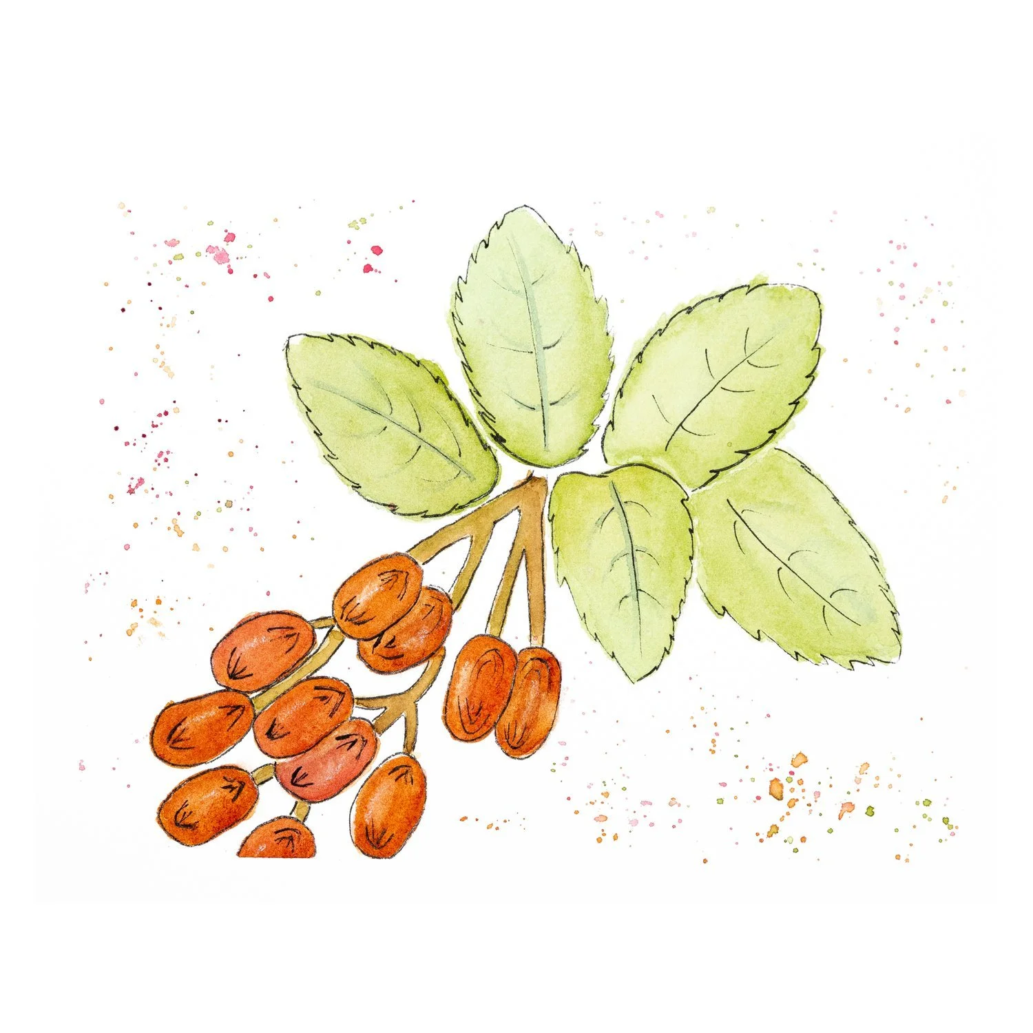 Watercolor and ink painting of a cluster of orange dates beneath green leaves with speckles of color
