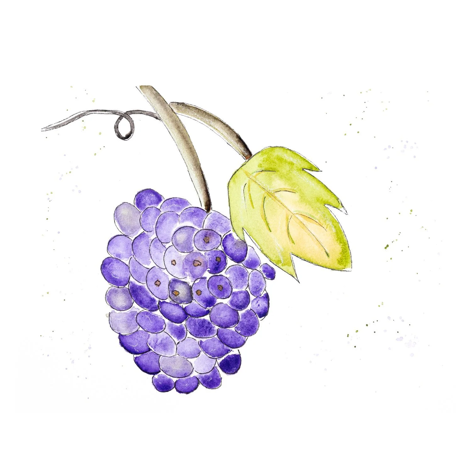 Watercolor and ink painting of a cluster of purple grapes under a green vine leaf with a curling tendril