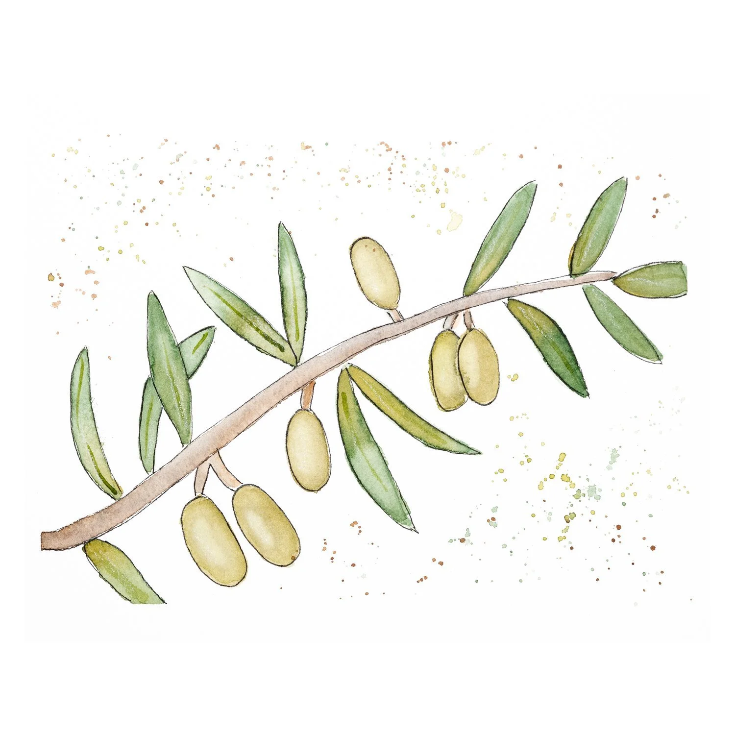 Watercolor and ink painting of an olive branch with green olives and narrow leaves on a white background