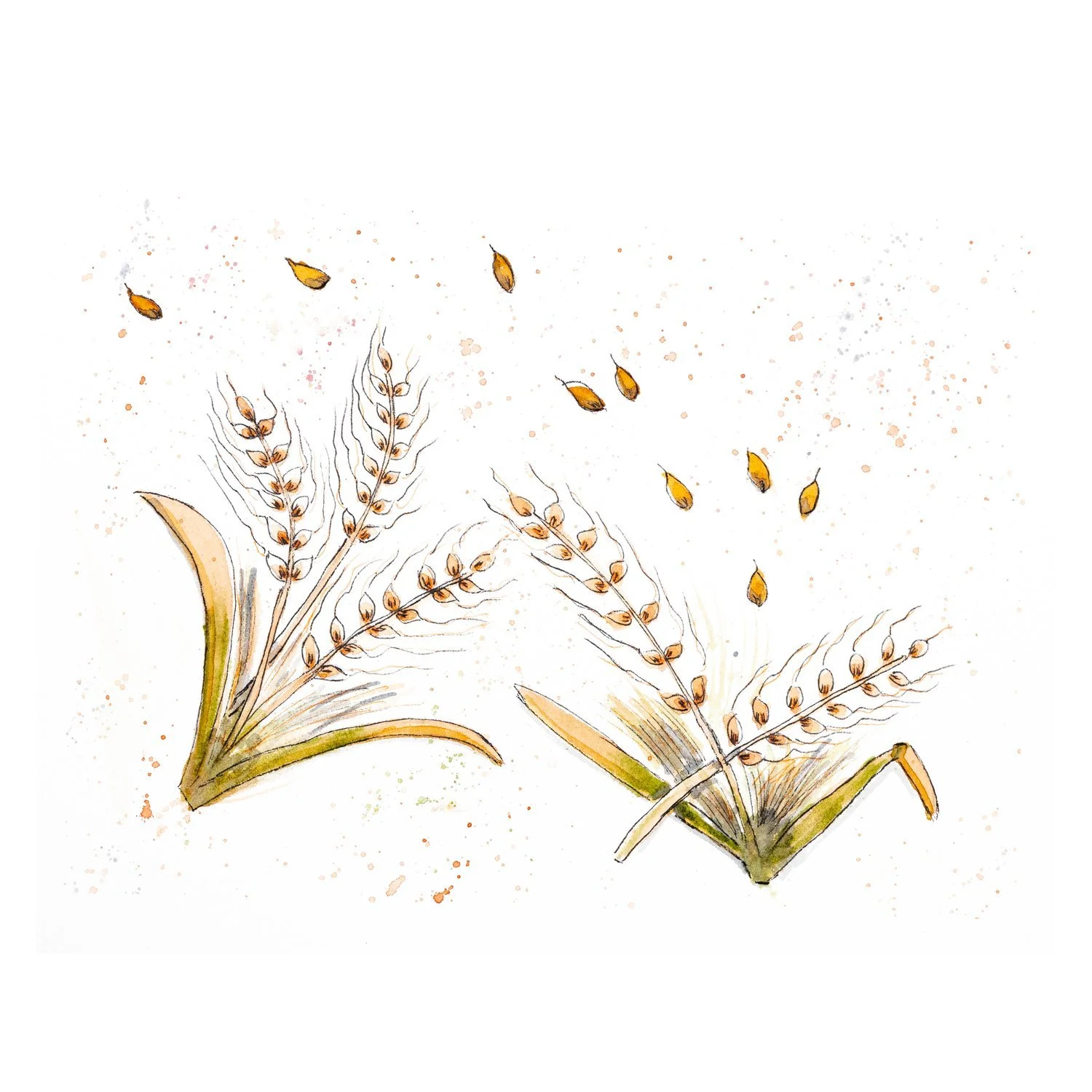 Watercolor and ink painting of two tufts of barley with scattered grains on a white background