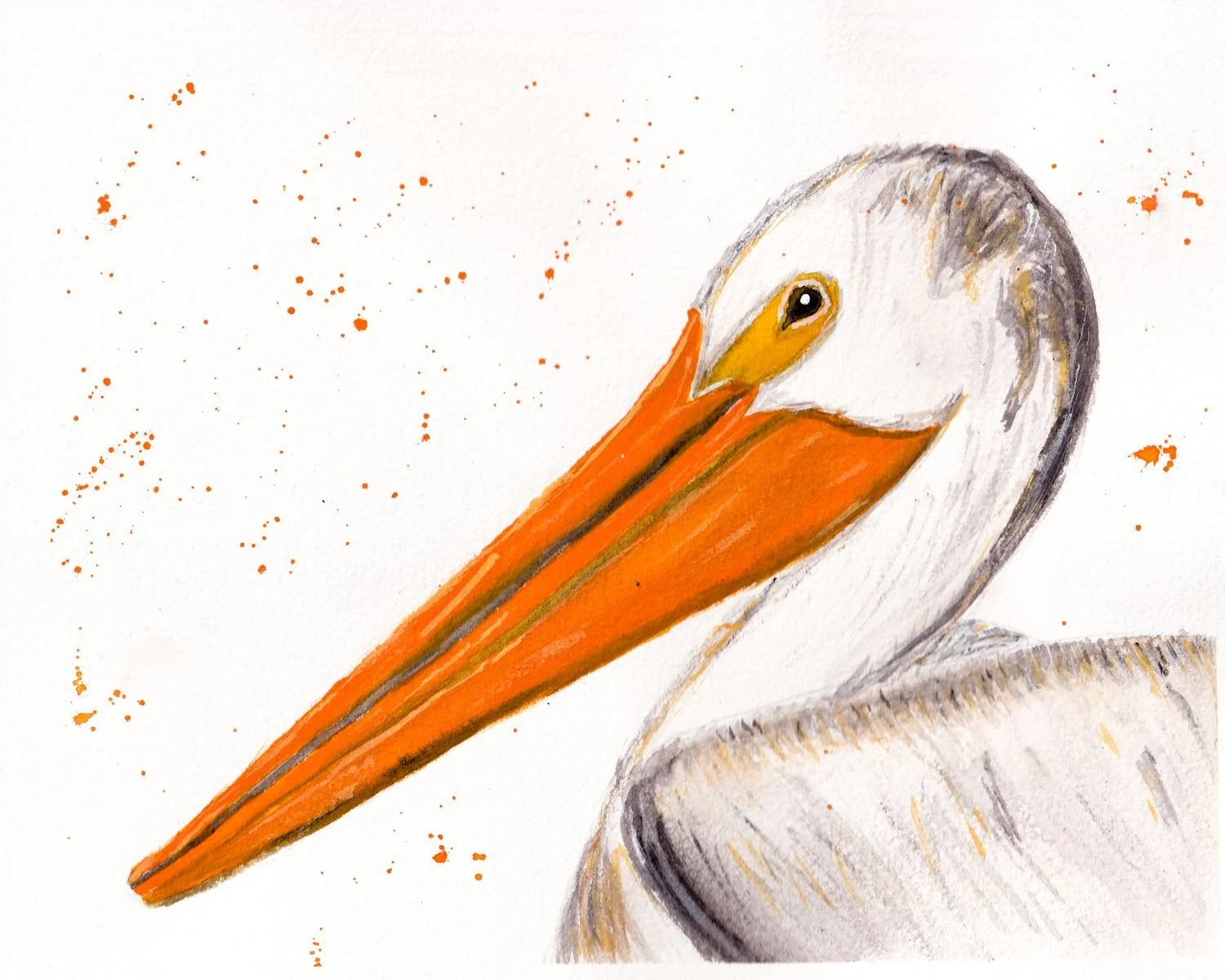 Pelican