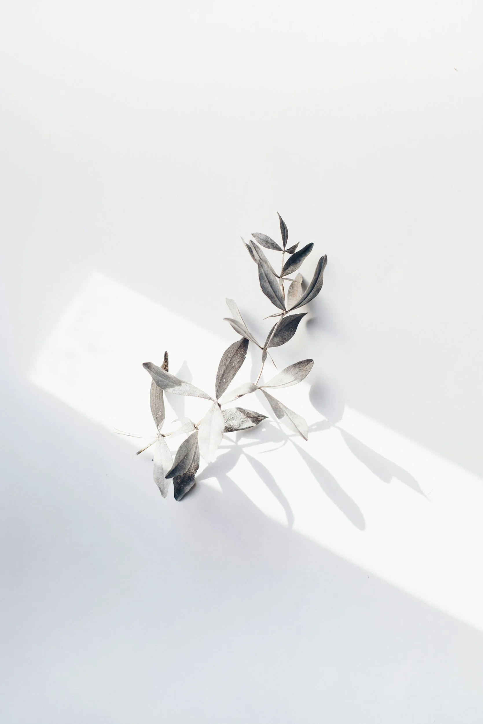 A dried plant with leaves casting shadows on a white surface.