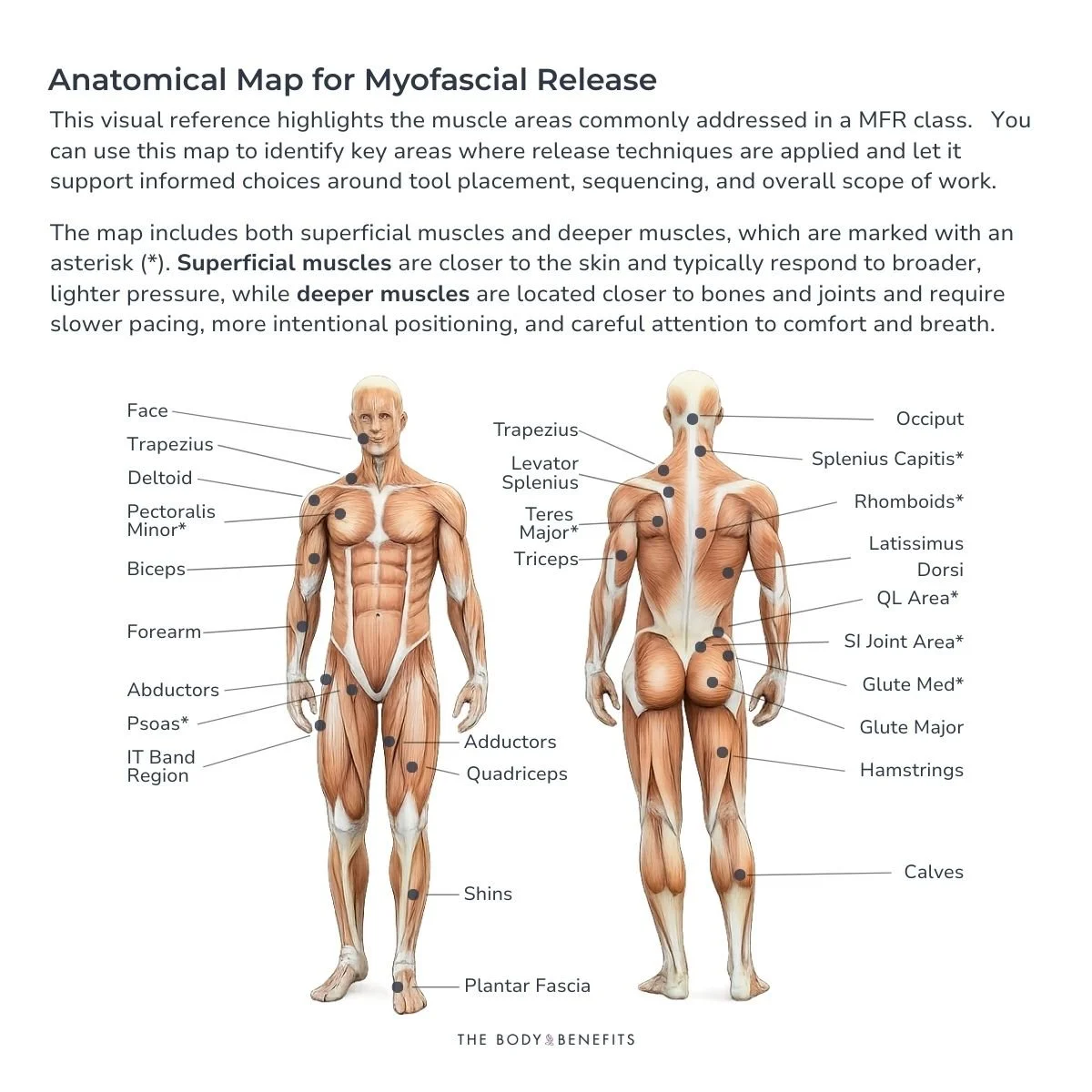 Anatomical Map for Myofascial Release