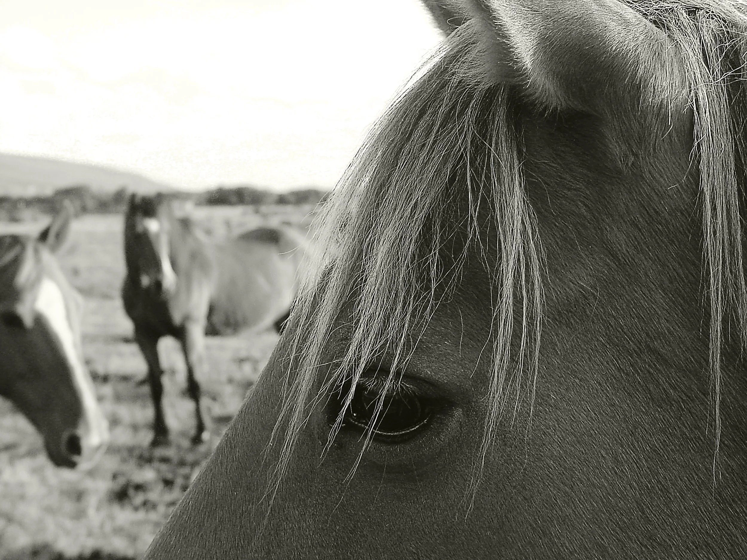 DSC05788b&w.jpg