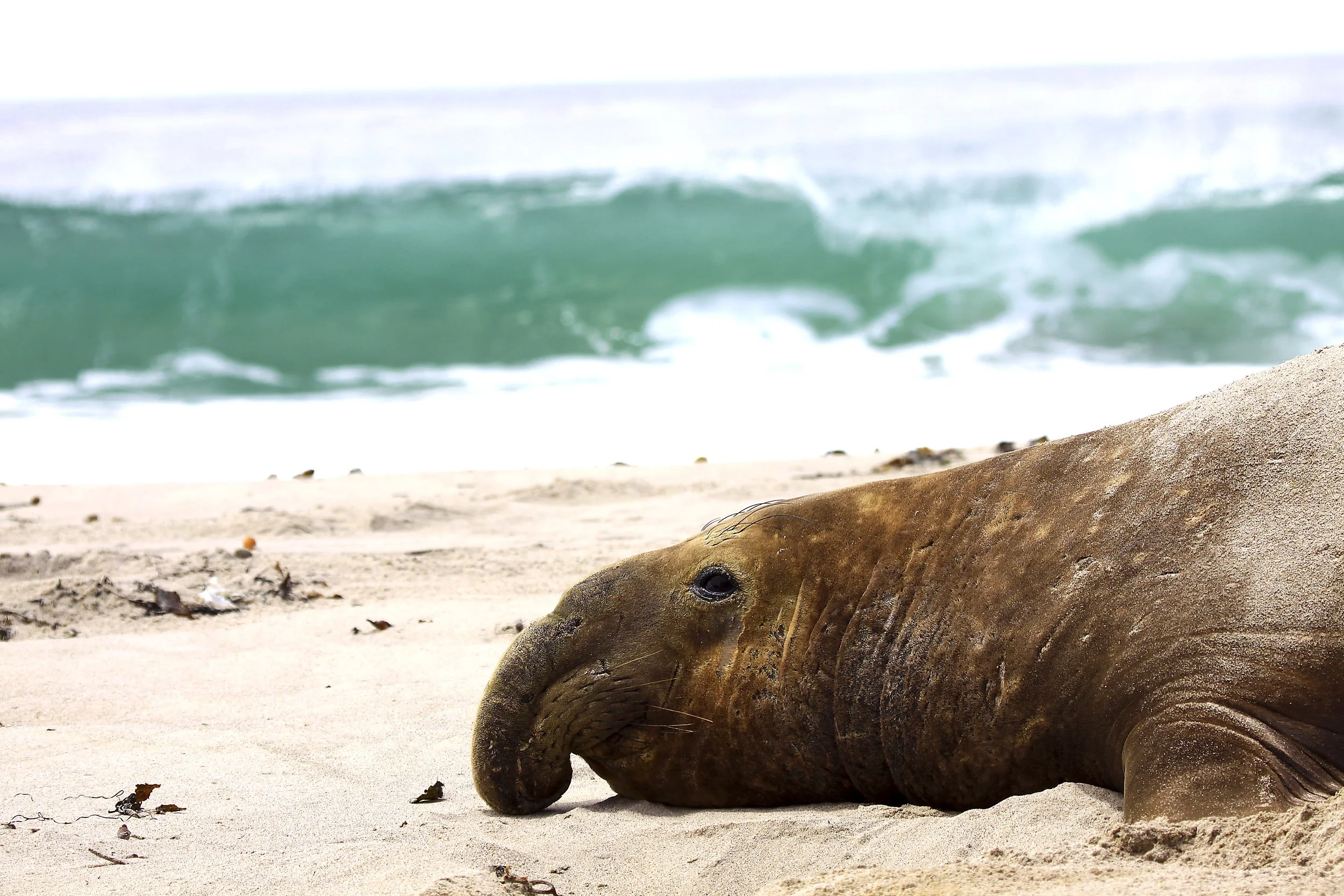 _MG_8677seal.jpg