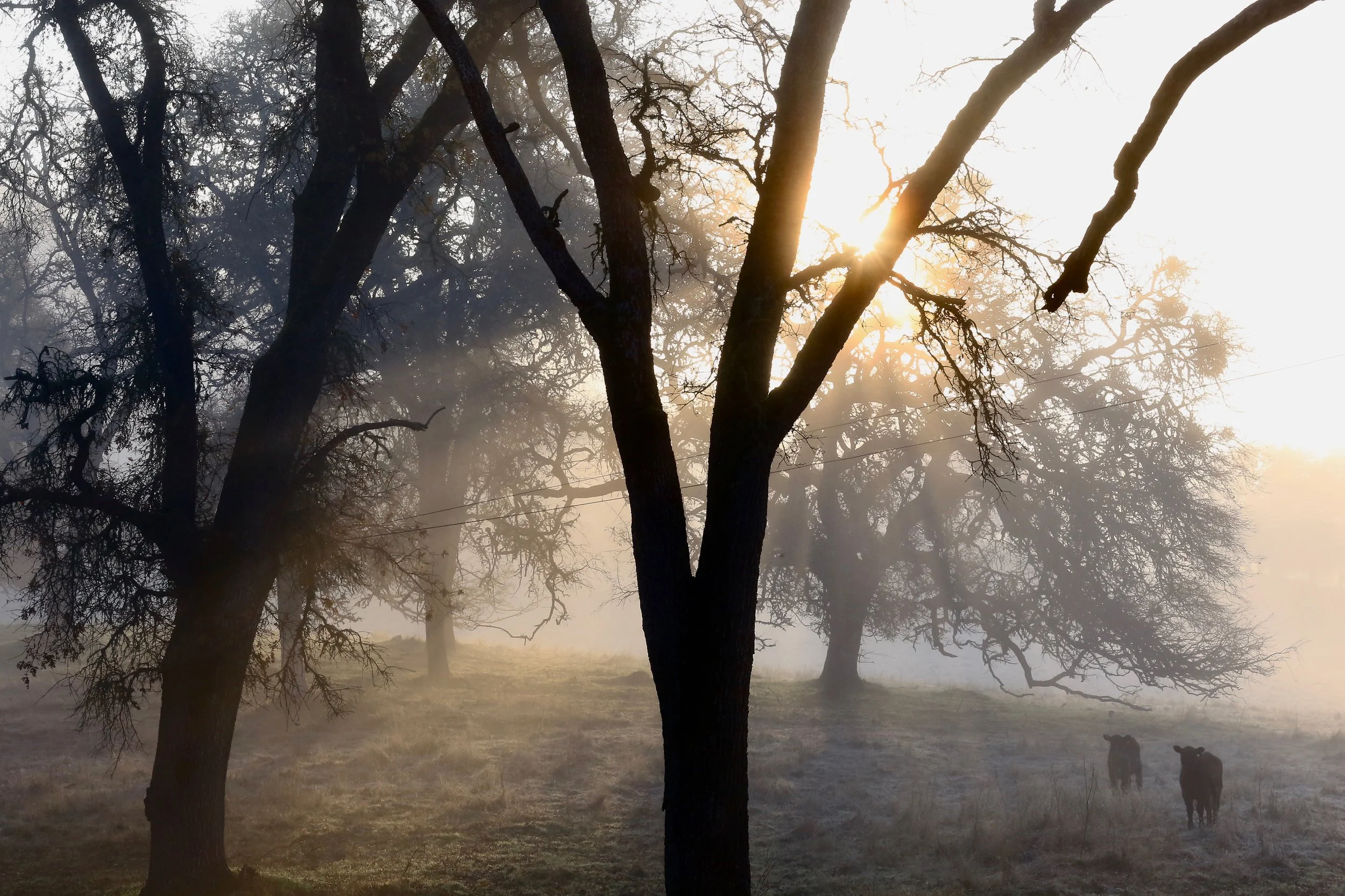 Wrapped In Fog