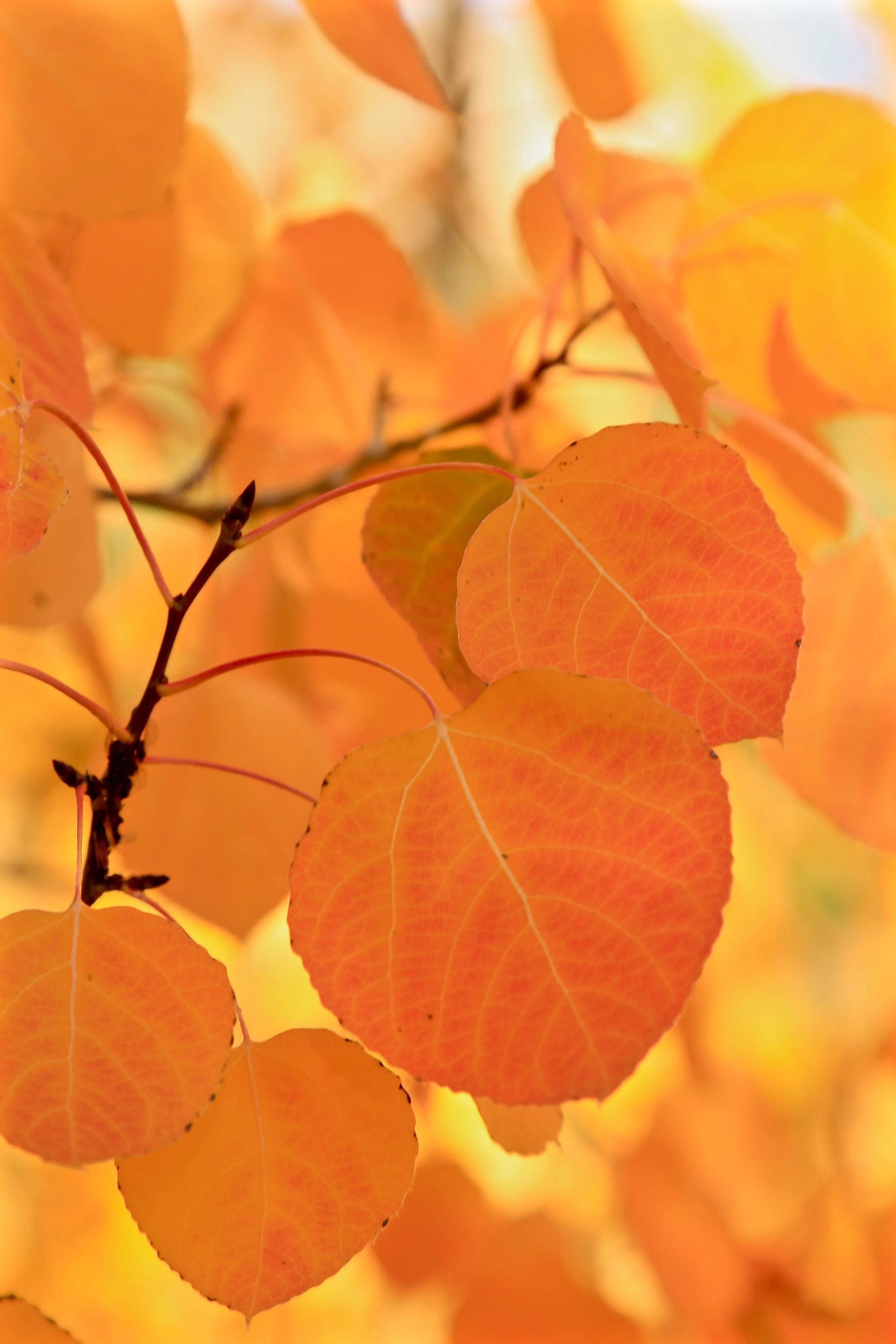 Orange Leaves
