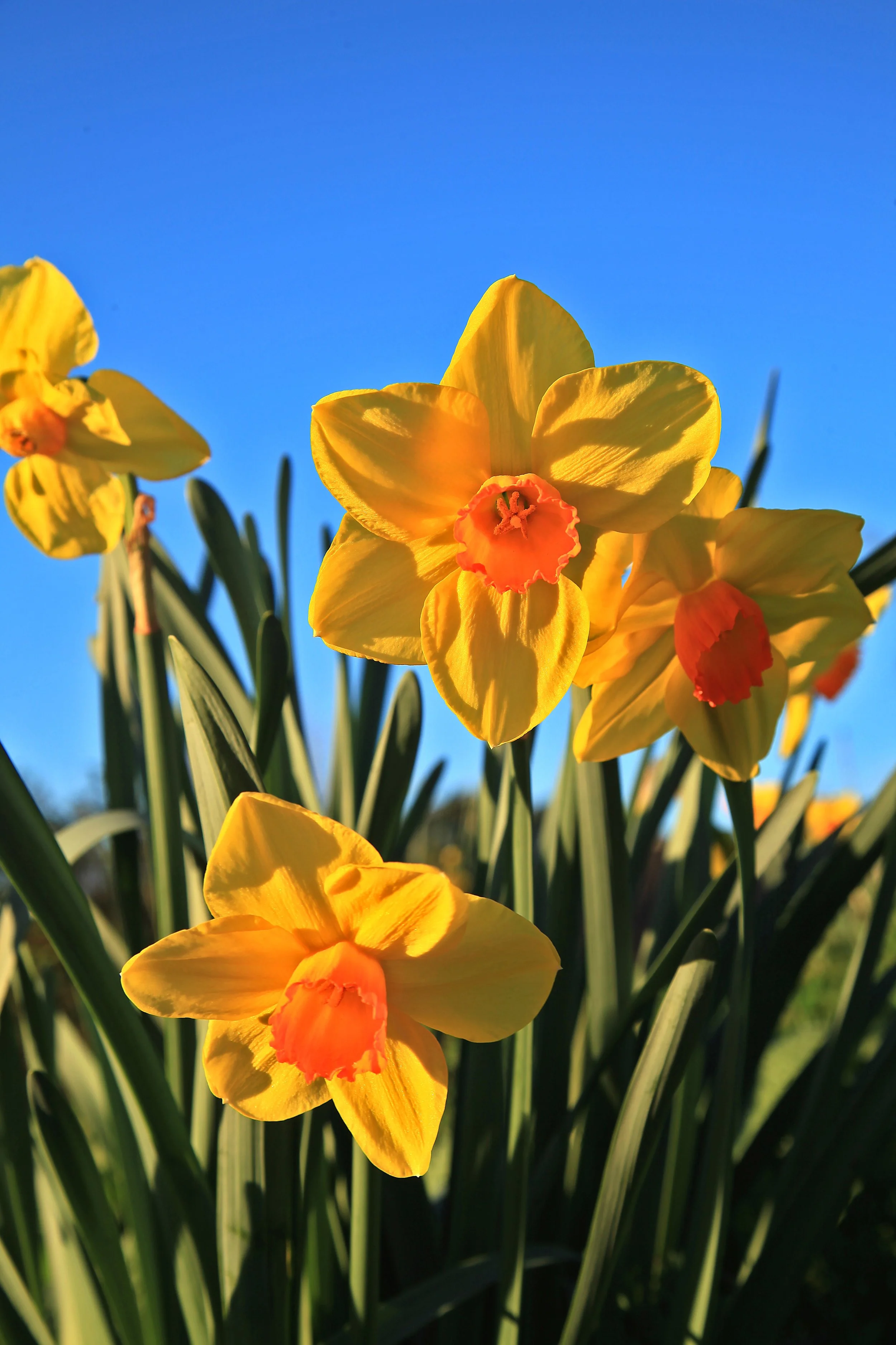Daffodil Days