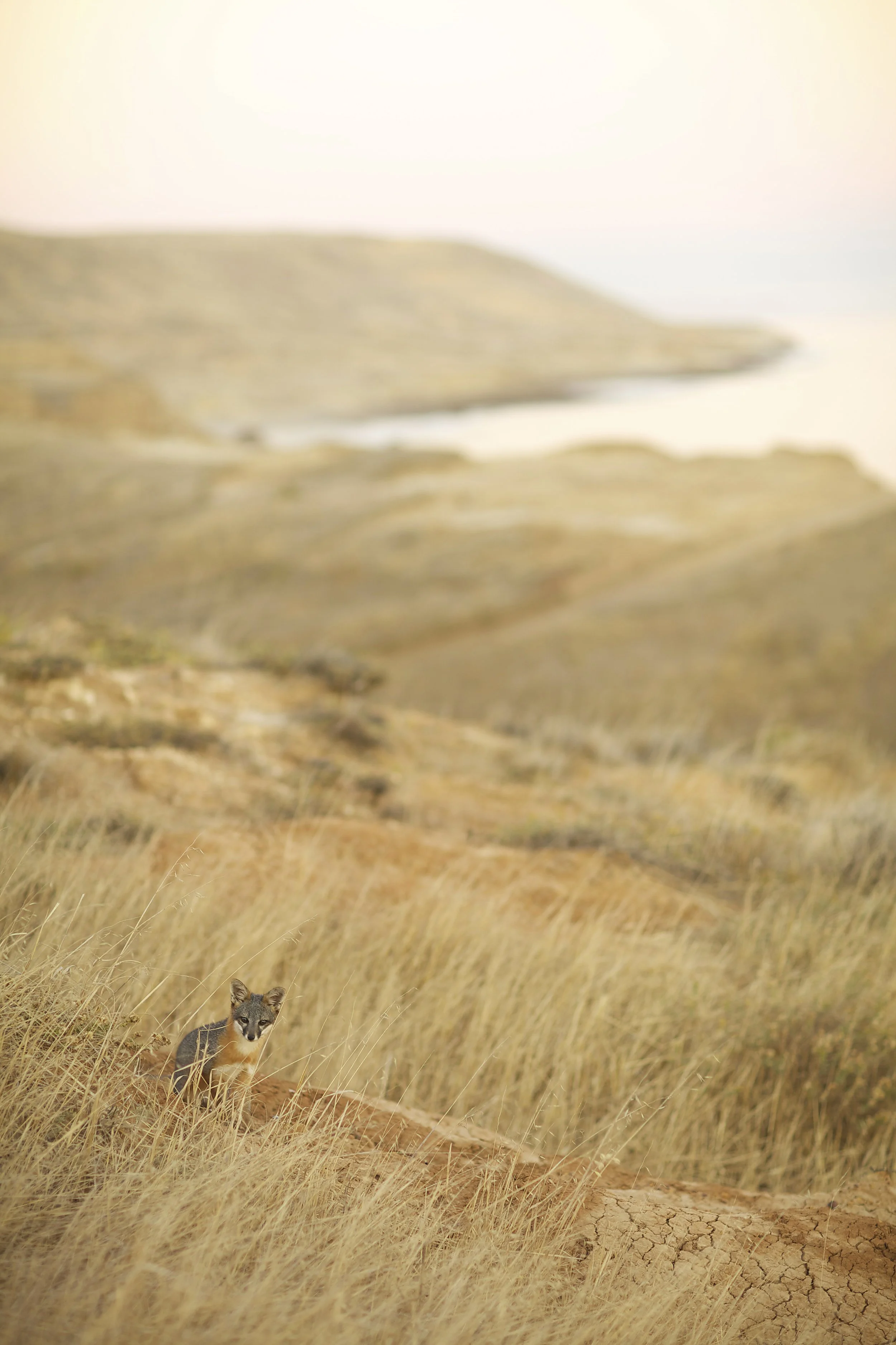Island Fox